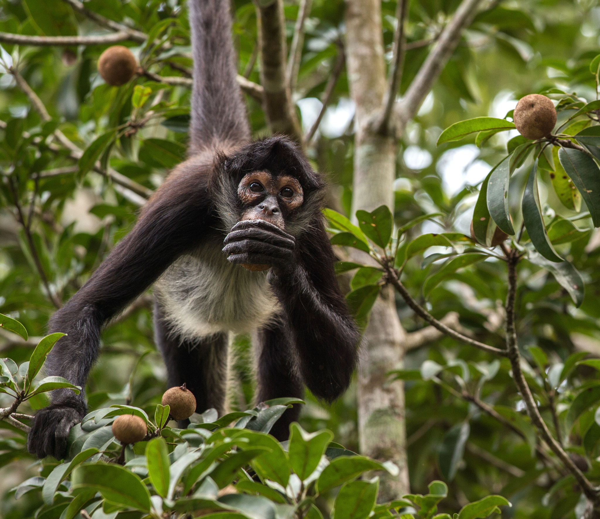 Nikon D4S + Nikon AF-S Nikkor 300mm F4D ED-IF sample photo. Monkey hungs by it's tail photography