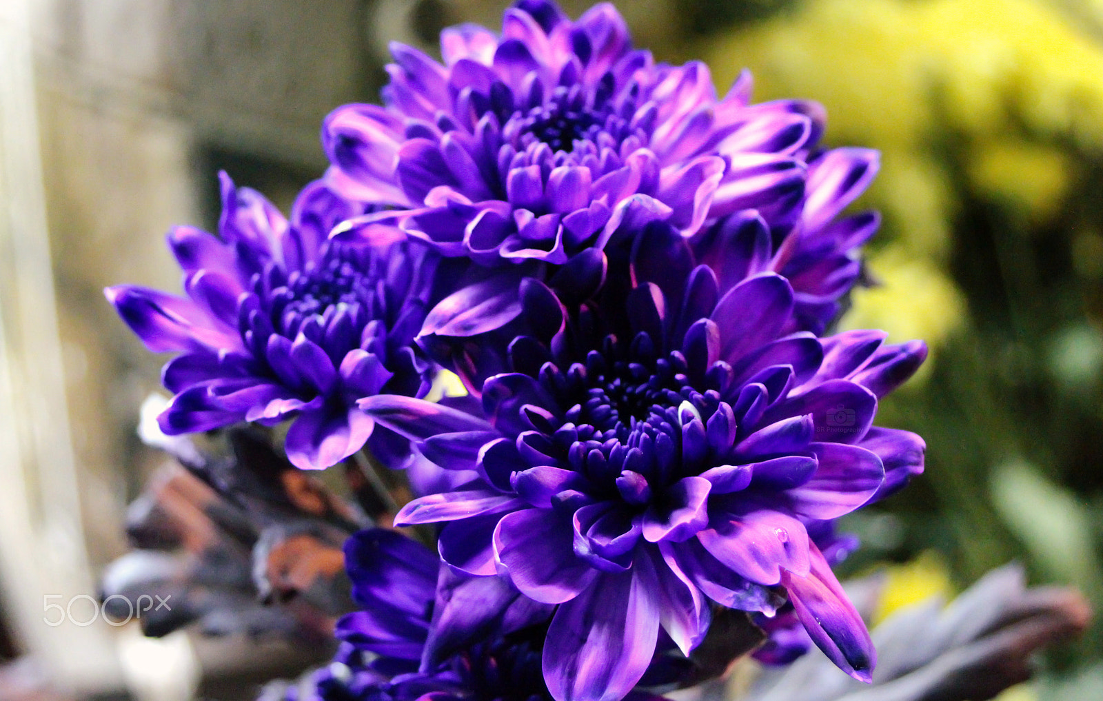 Canon EF 28-80mm f/3.5-5.6 USM IV sample photo. Purplemania! photography
