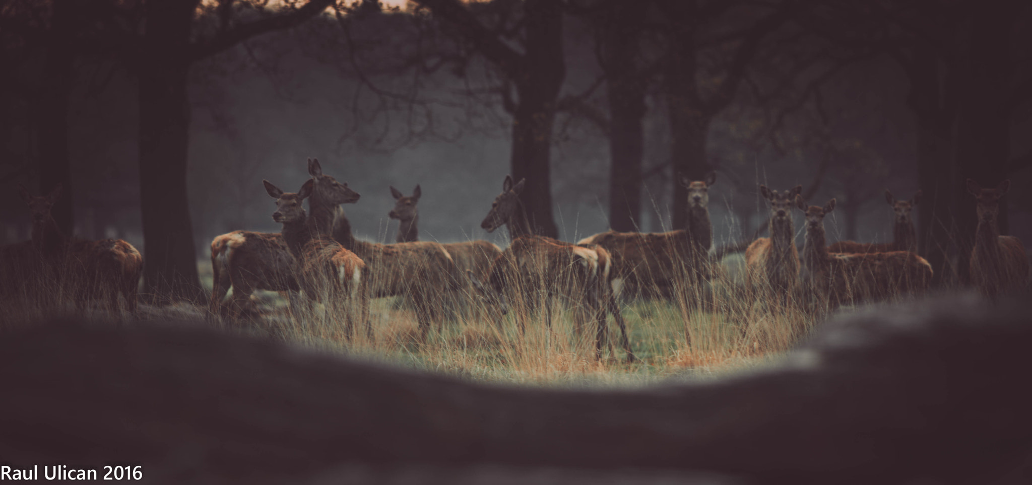 Canon EF 200mm F2.8L II USM sample photo. Goats photography