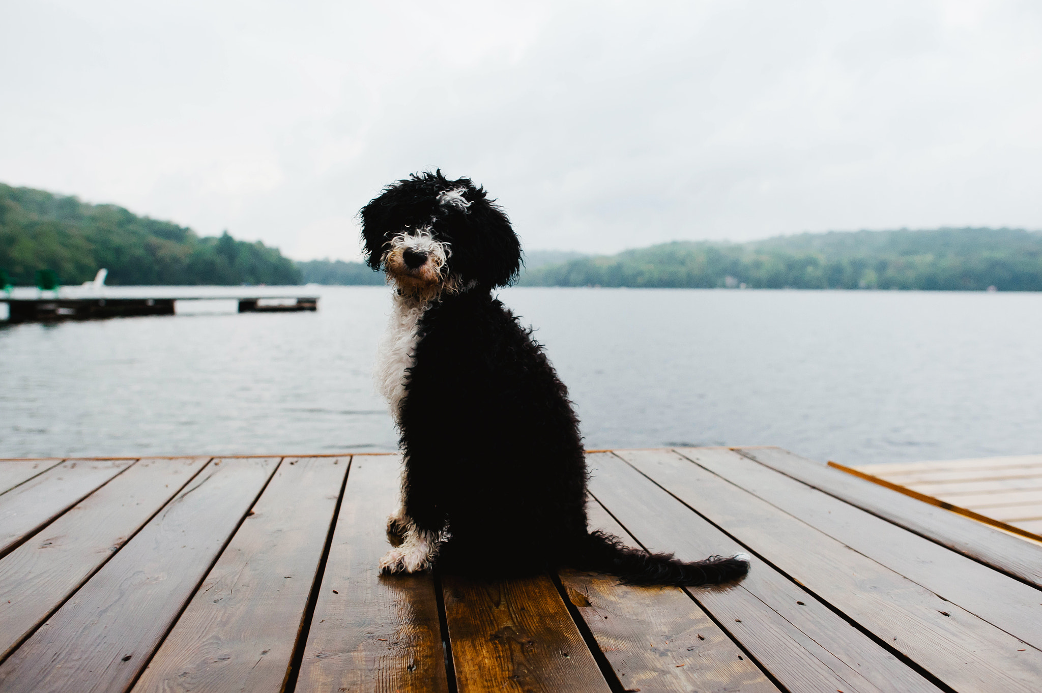 Nikon AF-S Nikkor 24mm F1.4G ED sample photo. Portuguese water dog photography