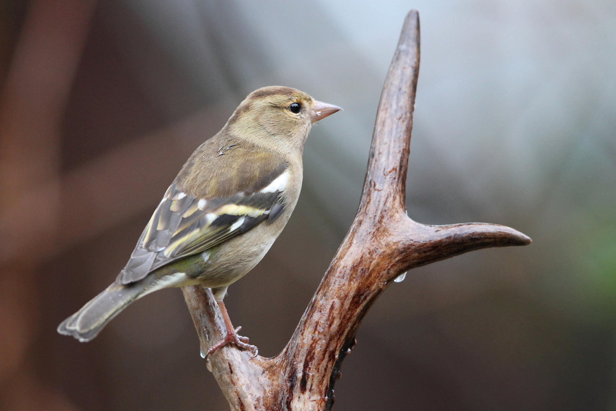 Canon EF 500mm F4L IS II USM sample photo. Female chaffinch photography