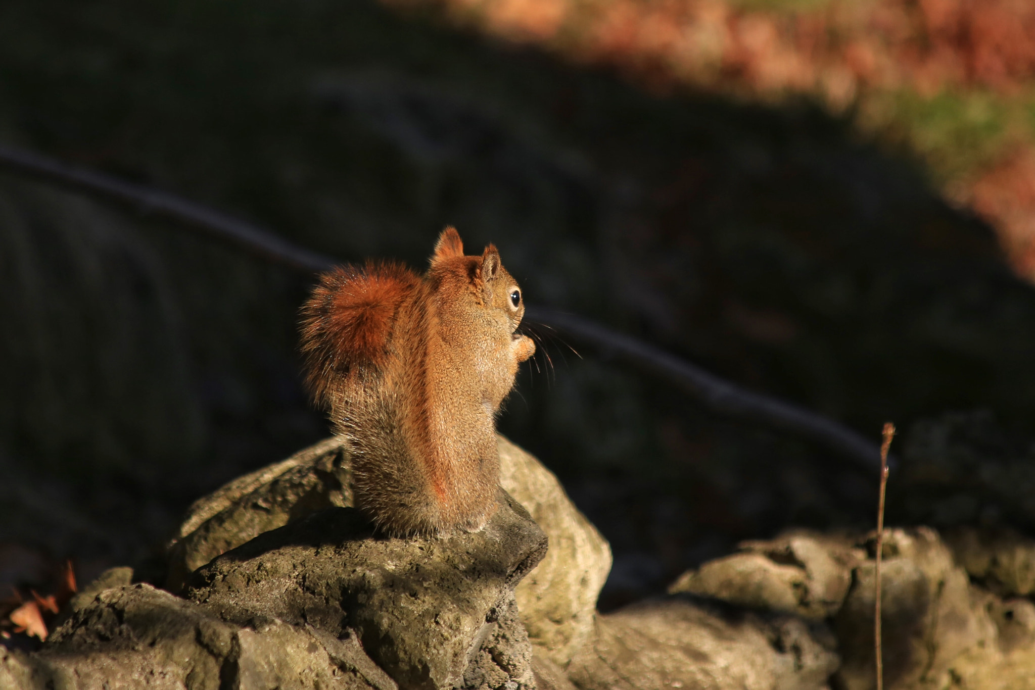 Canon EF 70-300mm F4-5.6 IS USM sample photo