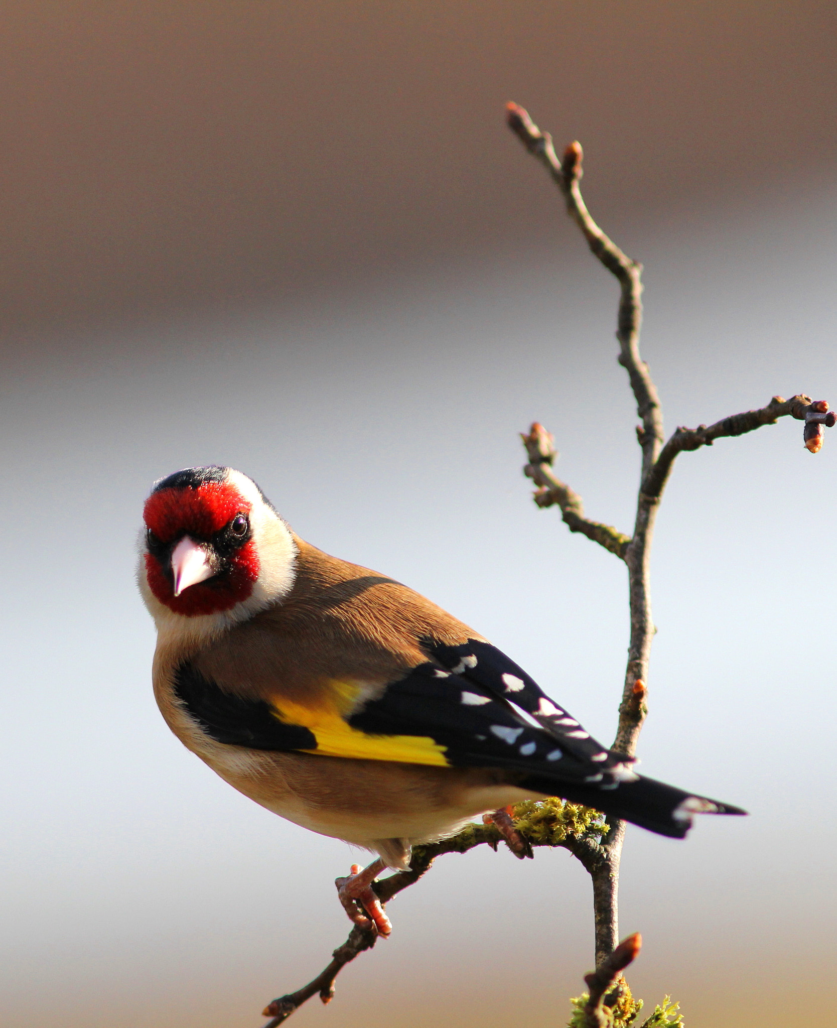 Canon EF 300mm F4L IS USM sample photo. Gold finch photography