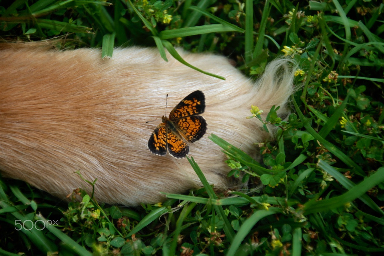 Canon EOS 550D (EOS Rebel T2i / EOS Kiss X4) sample photo. Dog & butterfly photography