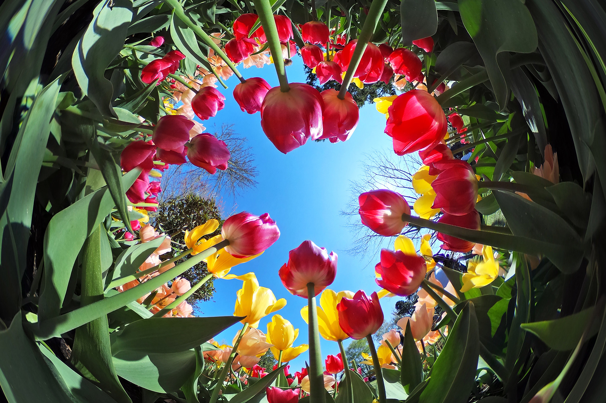 Ricoh Theta S sample photo. Butterfly view of tulips photography