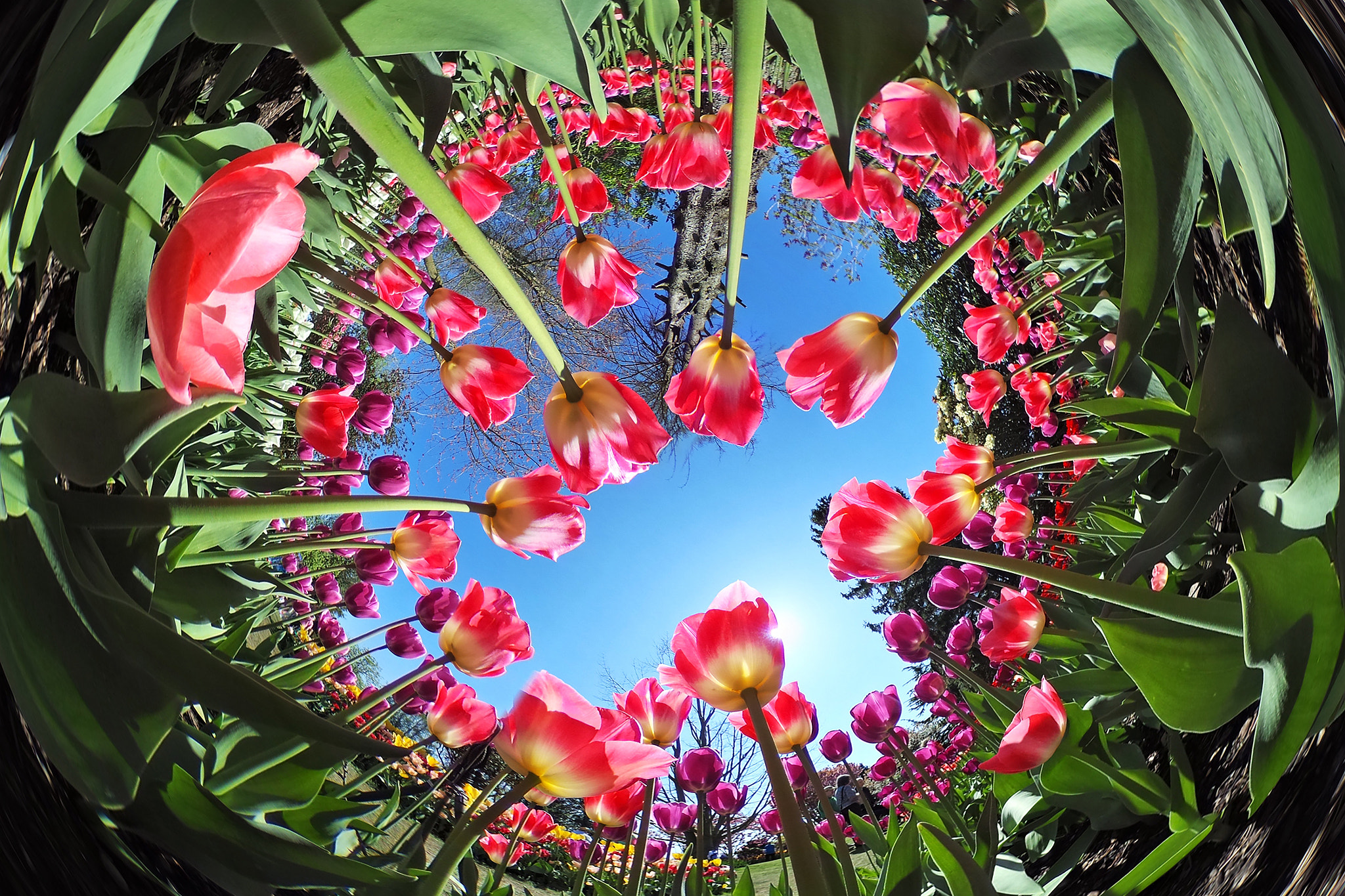 Ricoh Theta S sample photo. Within the flowers photography