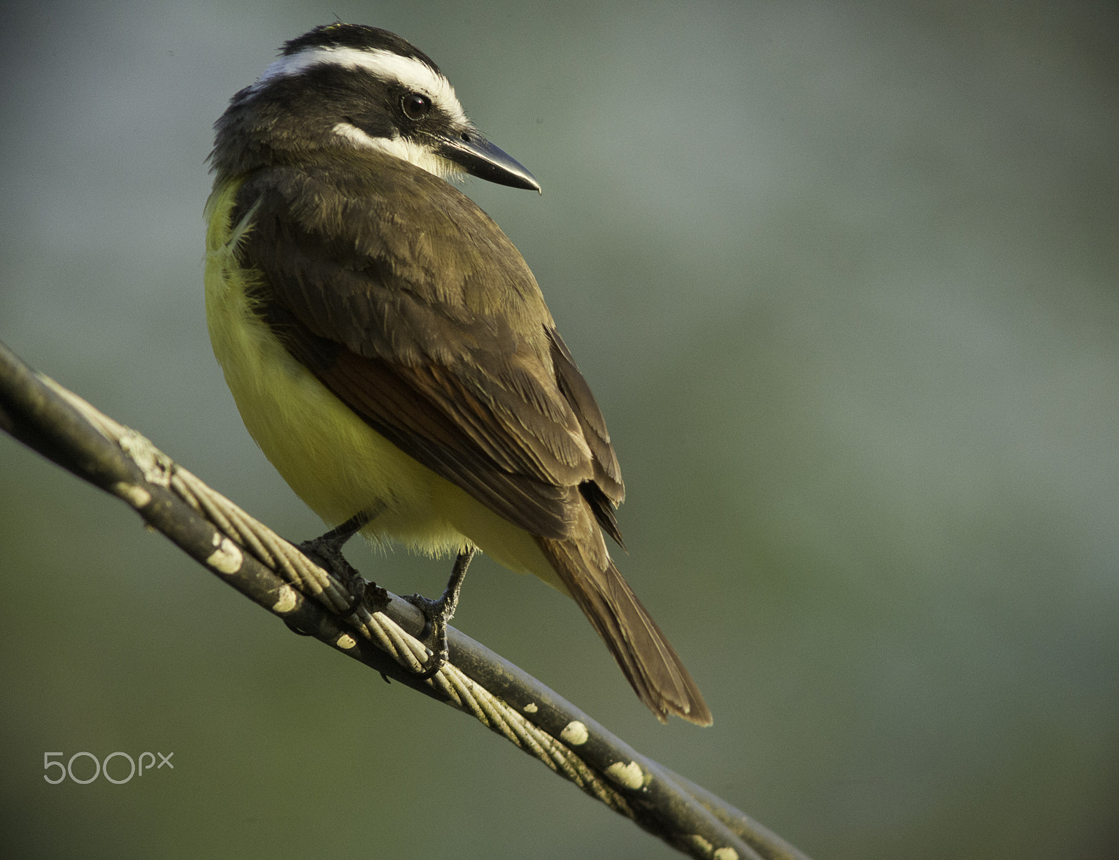 Nikon D4 + AF Zoom-Nikkor 70-210mm f/4 sample photo. Broadband perch  - pitangus sulphuratus photography