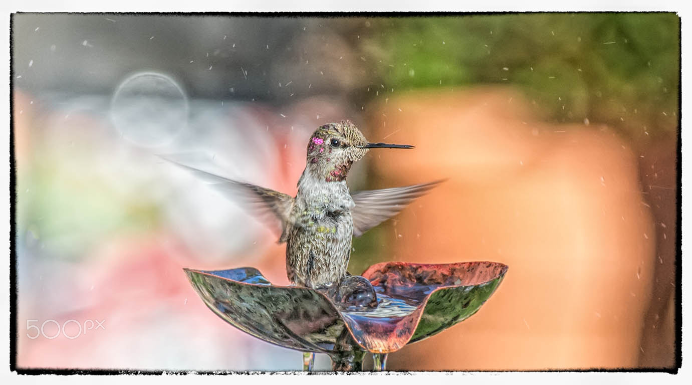 Nikon D800E + Nikon AF-S Nikkor 300mm F4D ED-IF sample photo. 20151018-_nik0288-1.jpg photography