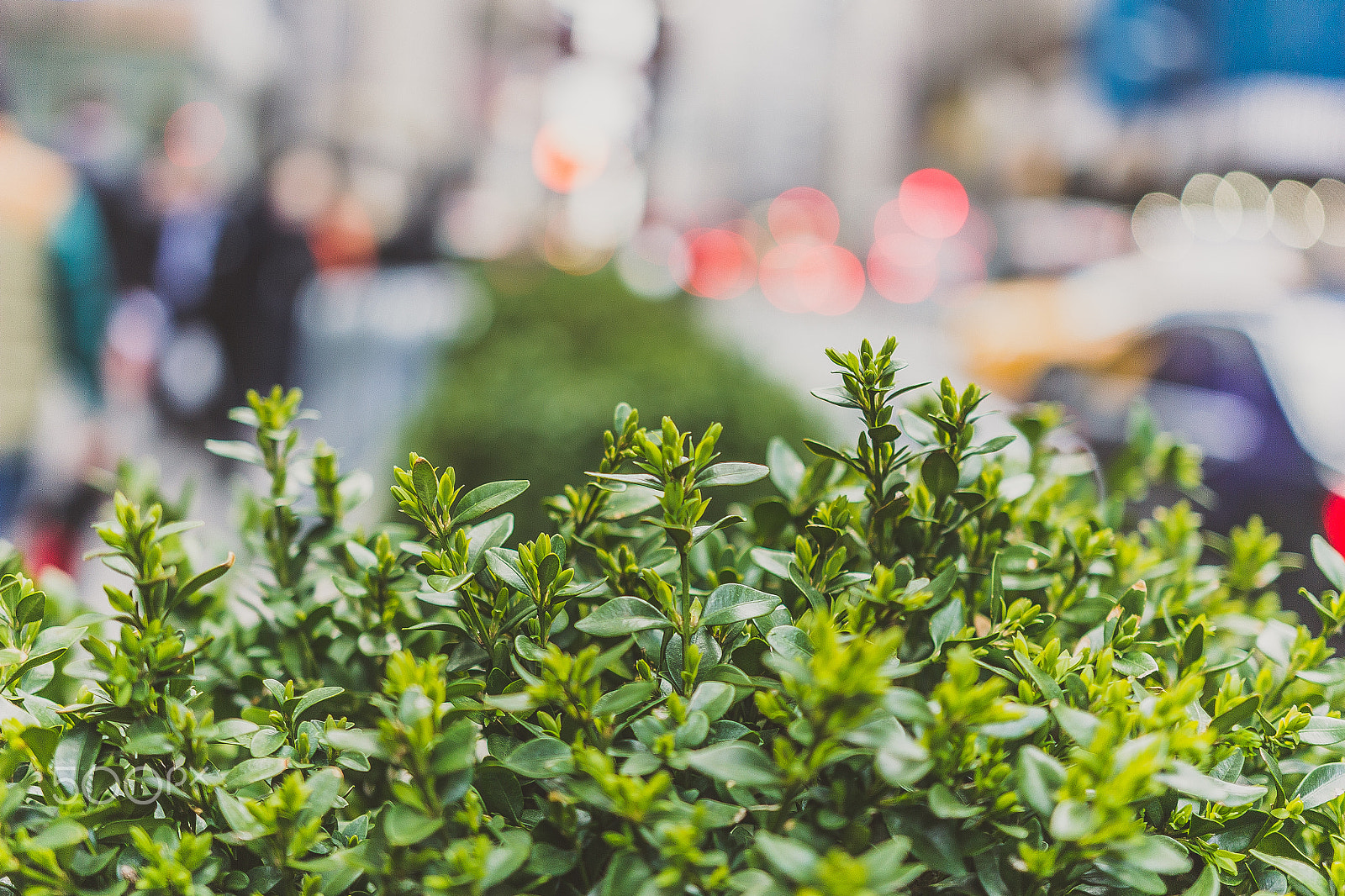 Sigma 18-35mm f/1.8 DC HSM sample photo. Shrub shot photography