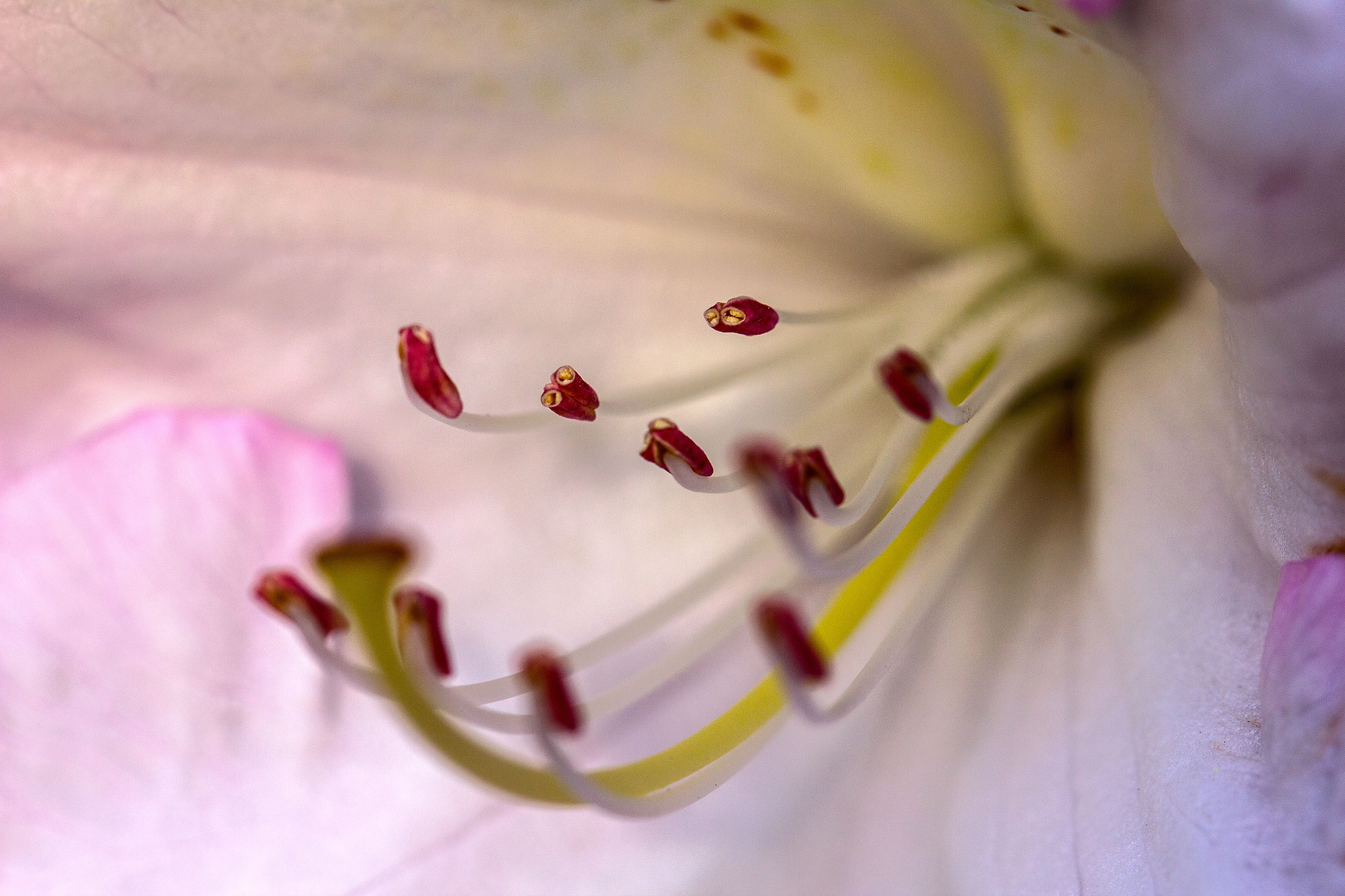 Canon EF 100mm F2.8L Macro IS USM sample photo. Inside a flower photography