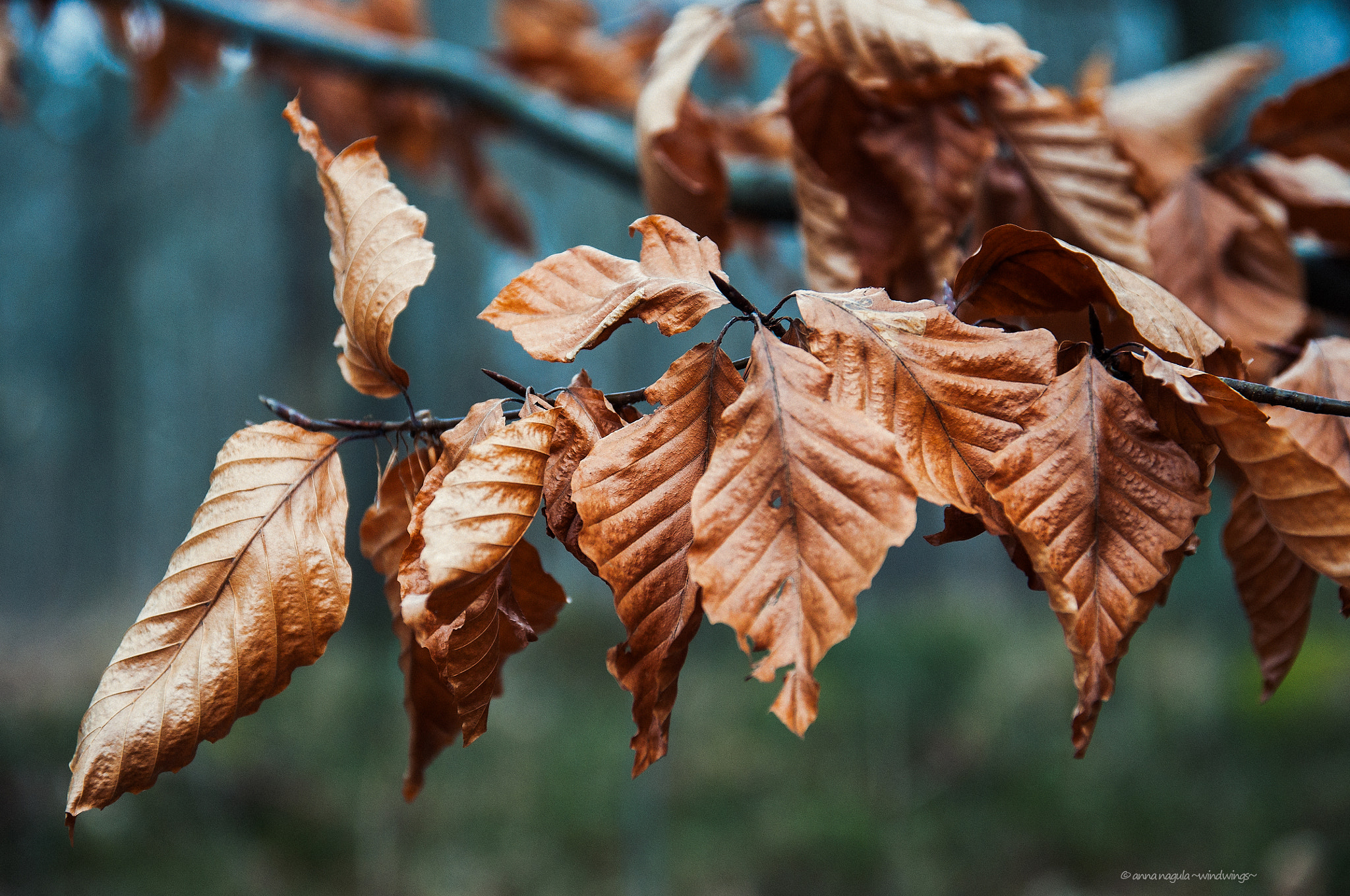 Nikon D90 + Sigma 17-70mm F2.8-4 DC Macro OS HSM | C sample photo. Sprautumn photography