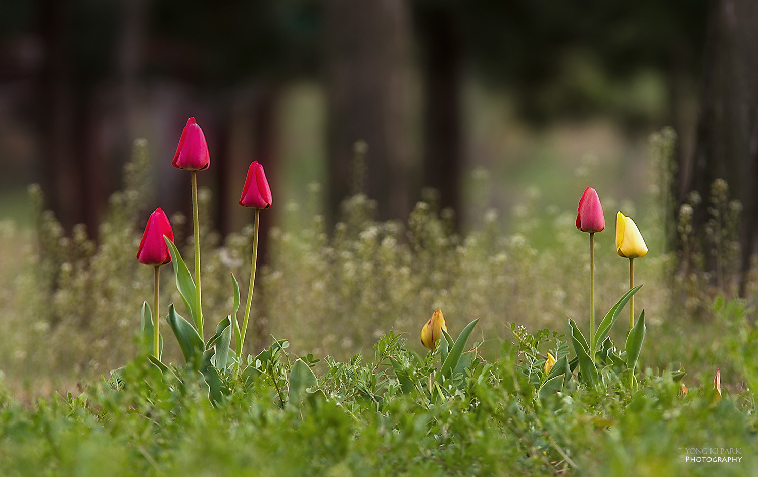 Pentax K-3 sample photo. Forest of april-1 photography