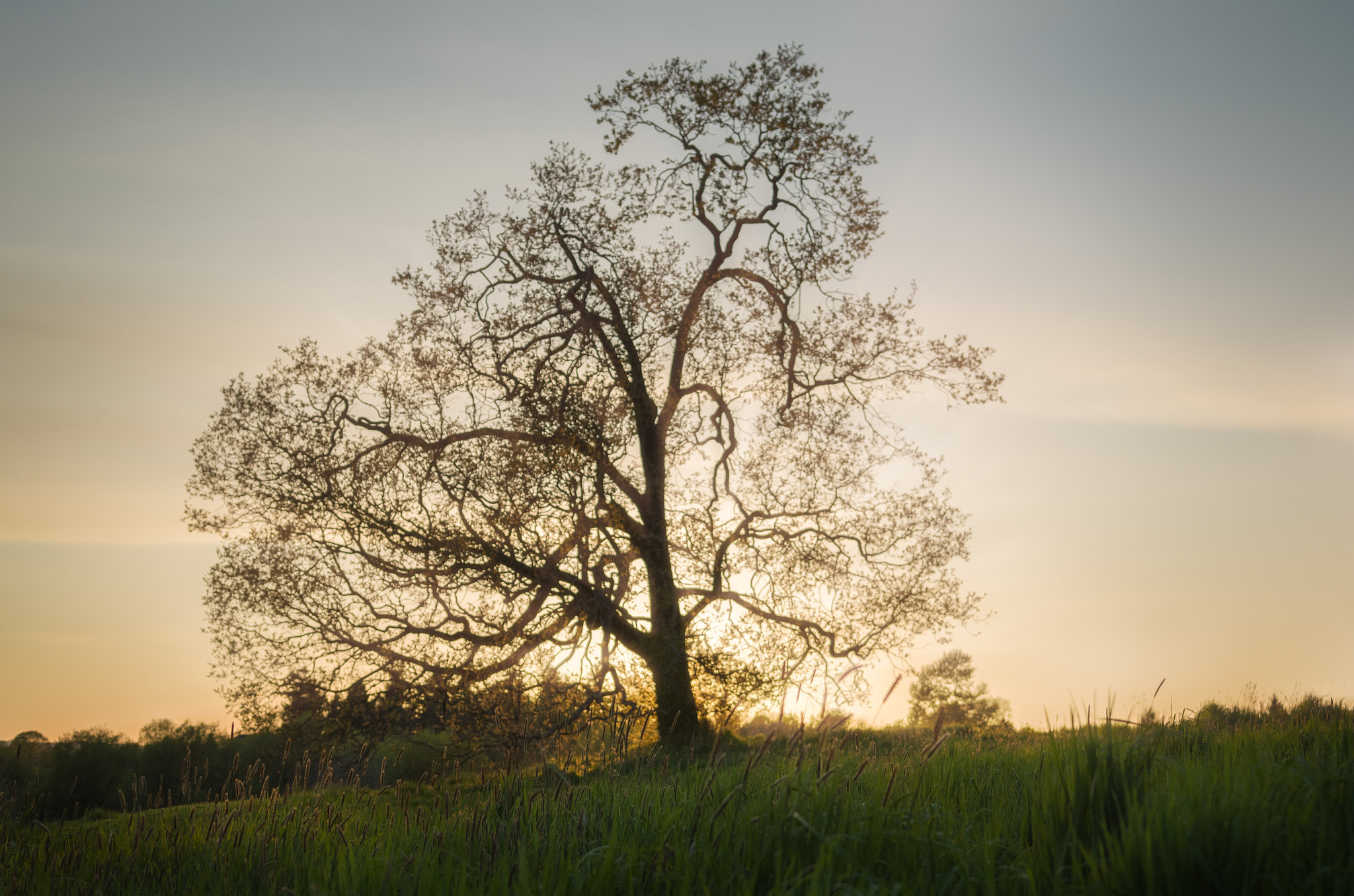 Pentax K-50 + Sigma 18-35mm F1.8 DC HSM Art sample photo. Sunset tree photography