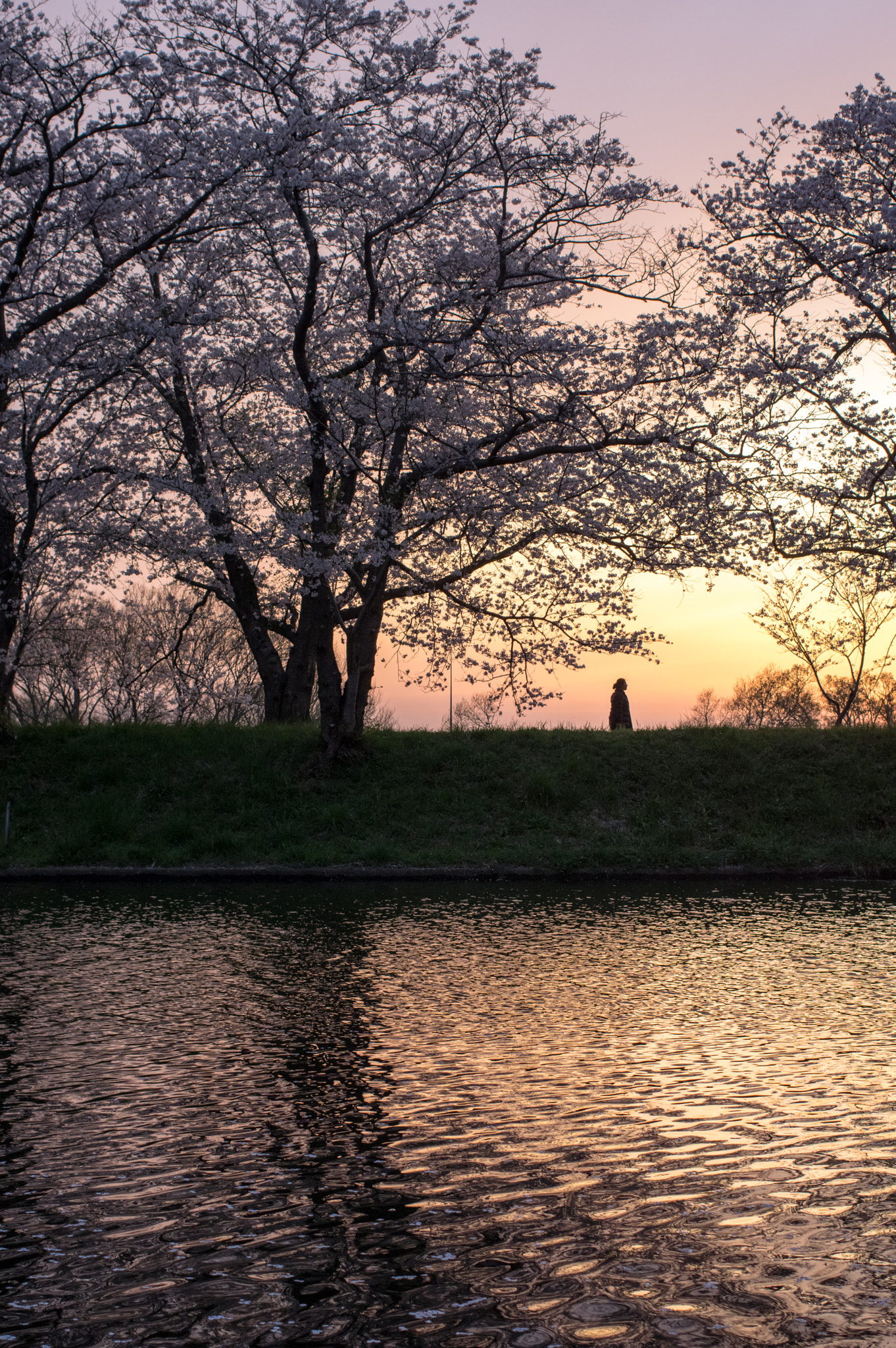 Pentax K-3 + HD Pentax-FA 35mm F2 AL sample photo. A bank at dusk photography