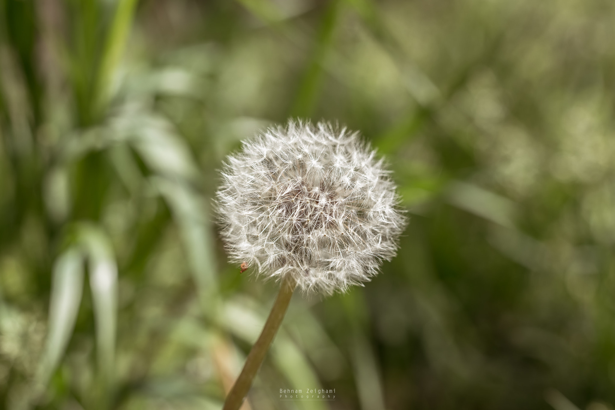 Nikon D5500 + Sigma 50mm F1.4 DG HSM Art sample photo. Dsc_160415_alone_dandelion photography