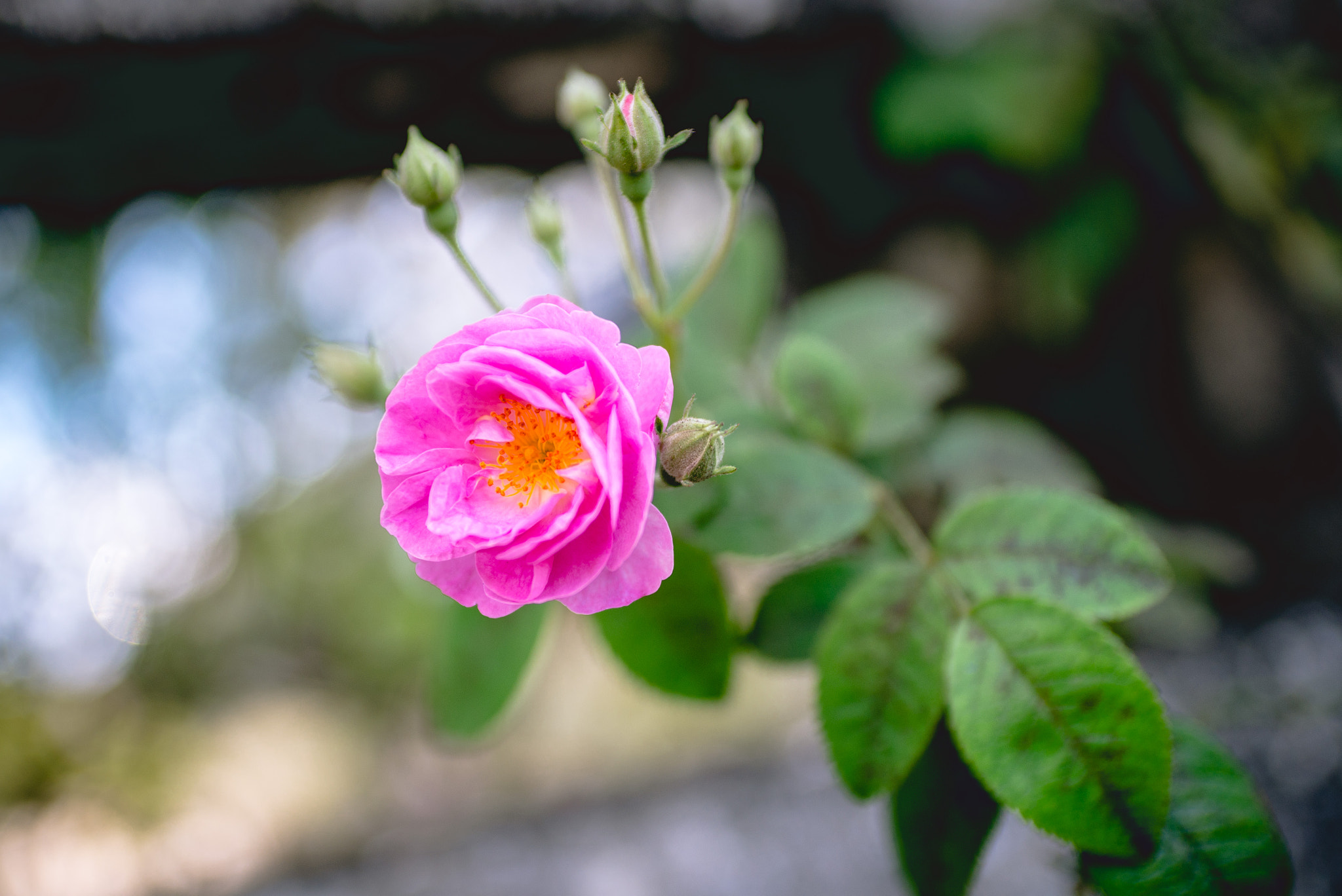 Nikon D600 + AF Zoom-Nikkor 35-70mm f/2.8 sample photo. Flowers photography