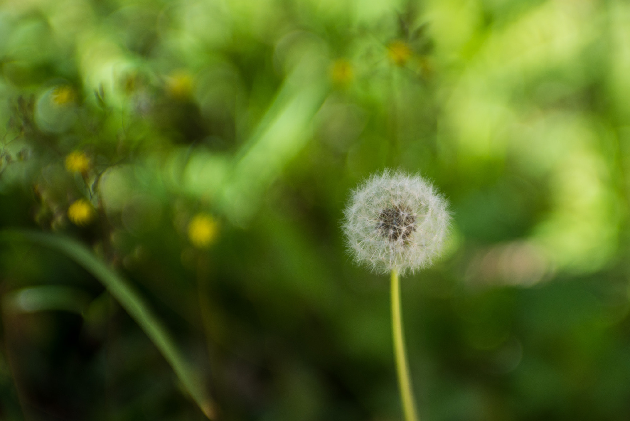 Nikon D600 + AF Zoom-Nikkor 35-70mm f/2.8 sample photo. Flowers photography