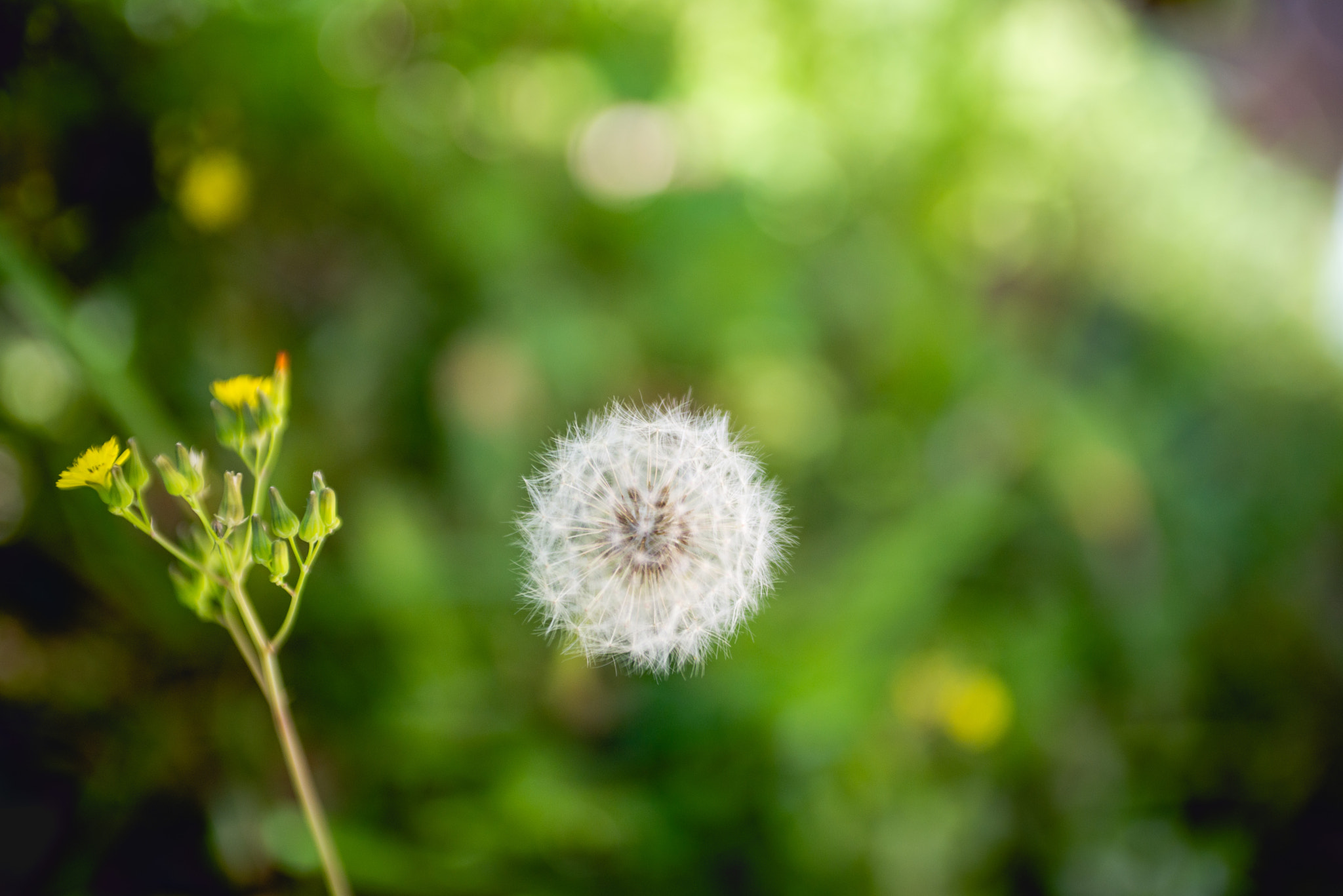 Nikon D600 + AF Zoom-Nikkor 35-70mm f/2.8 sample photo. Flowers photography