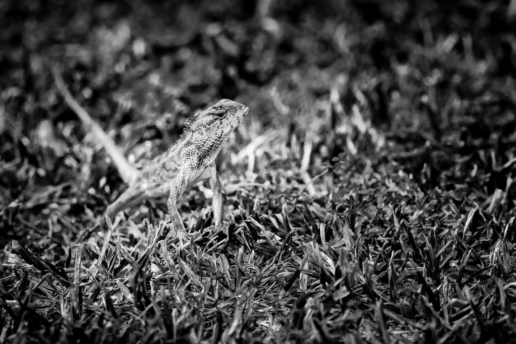 Canon EOS 6D + Canon EF 400mm F5.6L USM sample photo. Lizard (black and white) photography