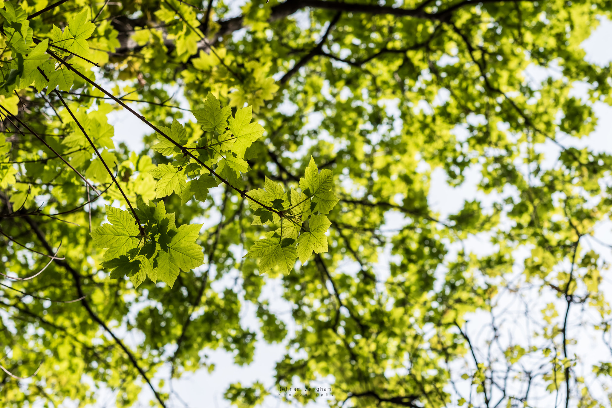 Nikon D5500 + Sigma 50mm F1.4 DG HSM Art sample photo. Dsc_160415_youth_leaves photography