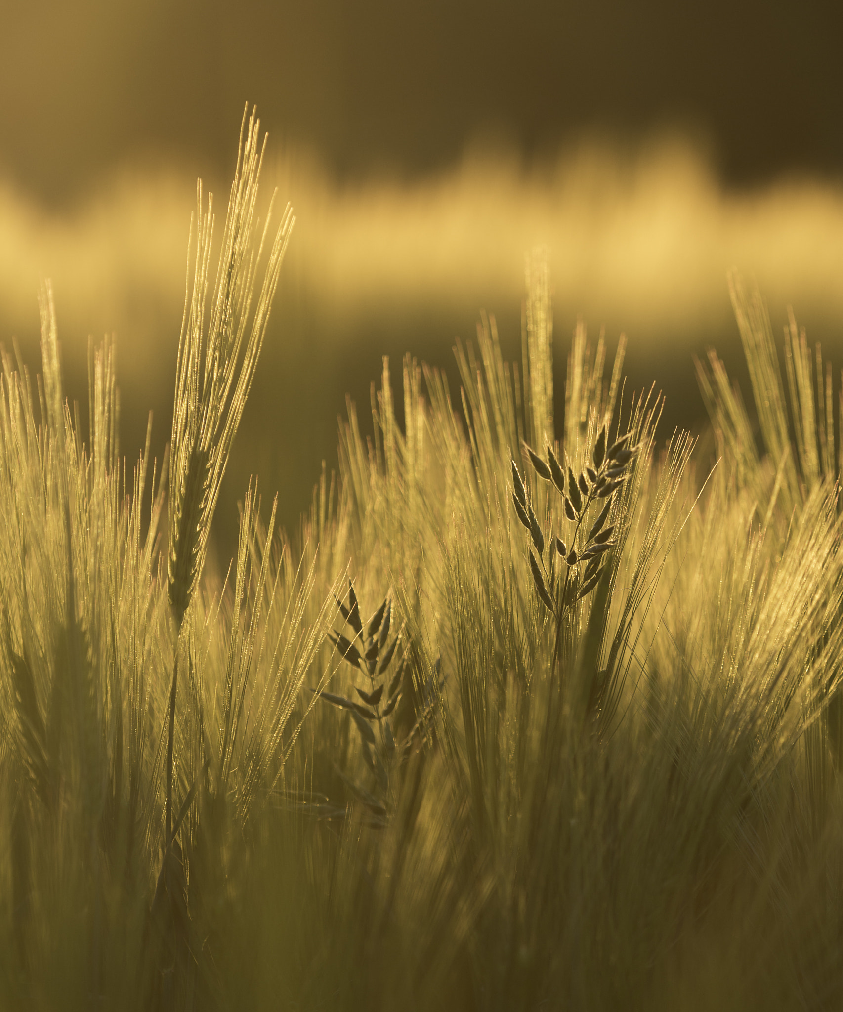 Nikon D4 + Nikon AF Micro-Nikkor 200mm F4D ED-IF sample photo. Barley gold photography