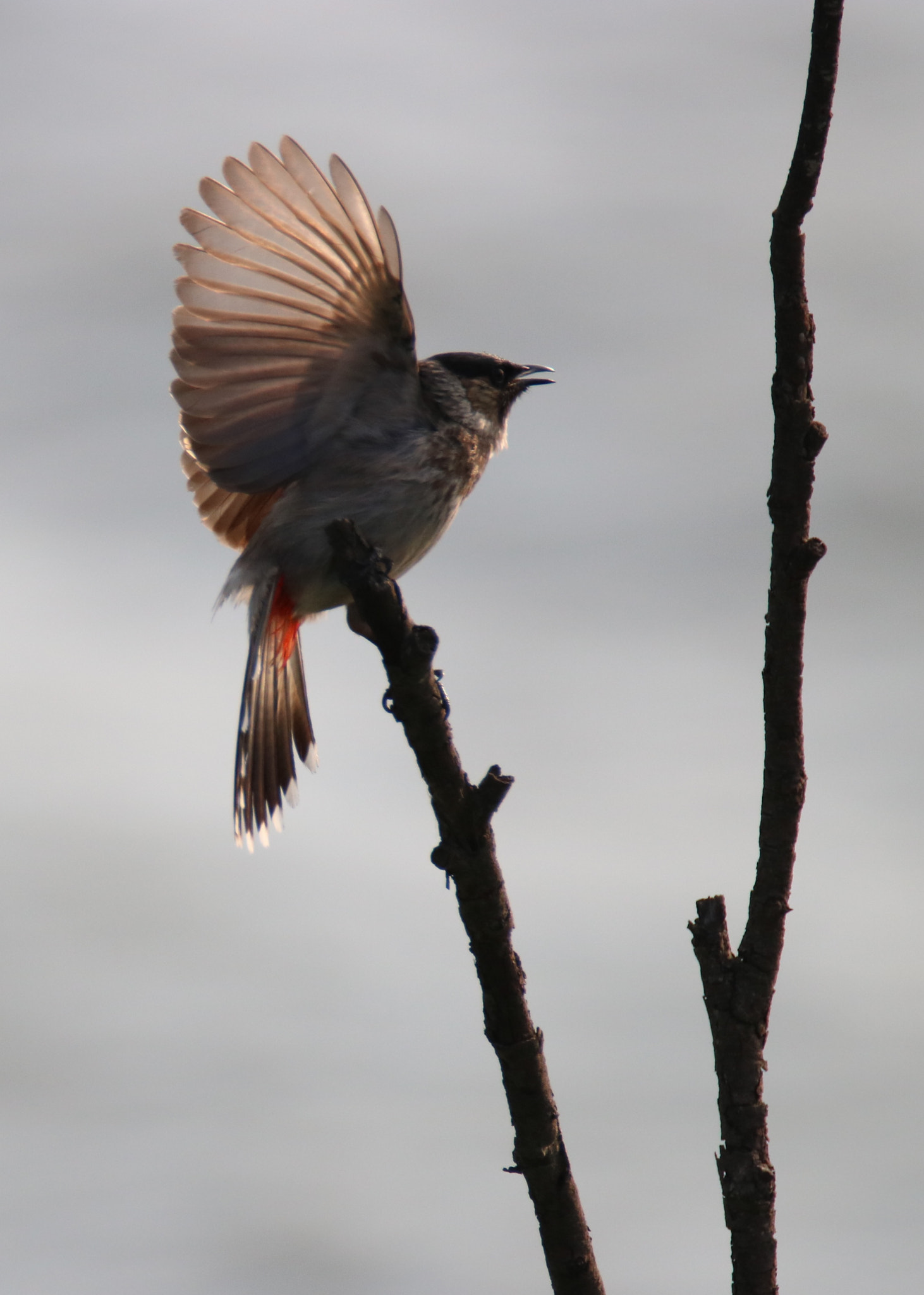 Canon EOS 750D (EOS Rebel T6i / EOS Kiss X8i) sample photo. Happy bird photography