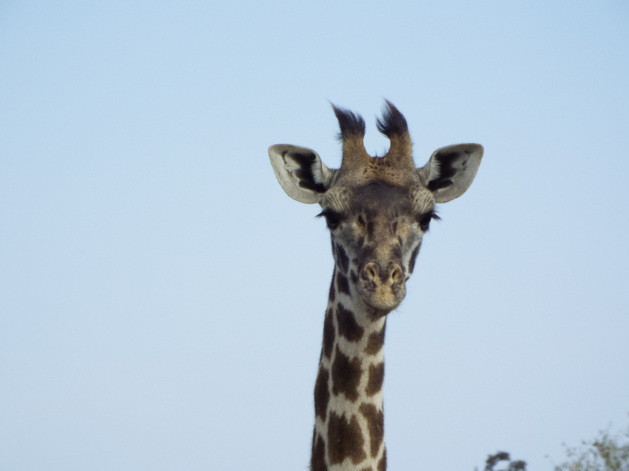 Fujifilm FinePix S9800 sample photo. Giraffe photography