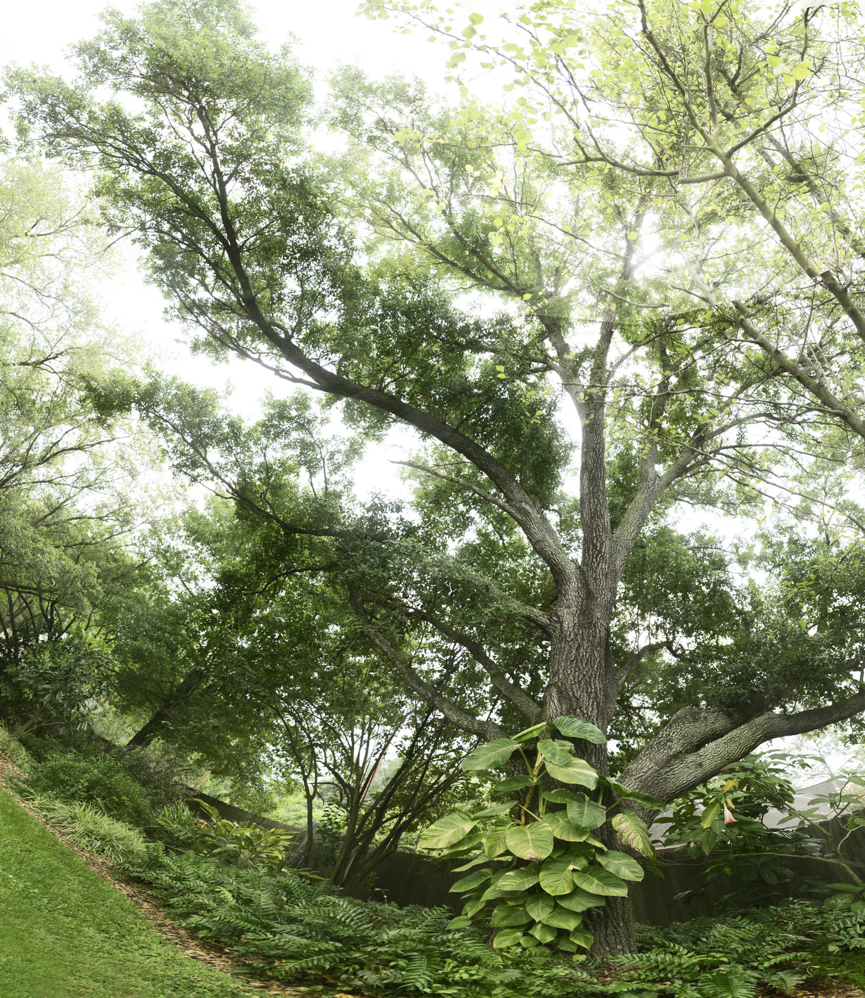 Tamron SP 24-70mm F2.8 Di VC USD sample photo. Big tree photography