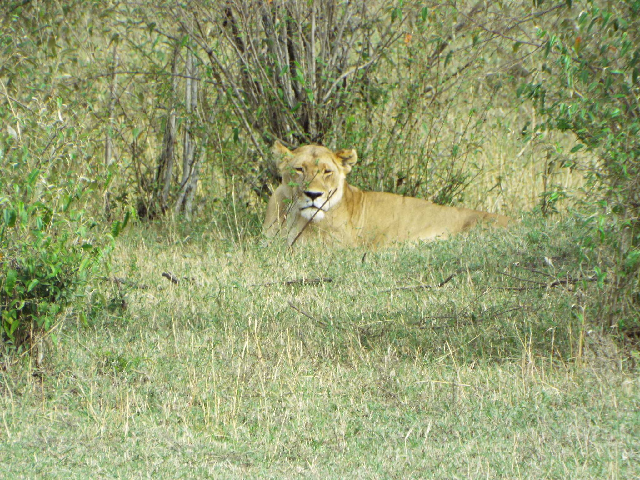 Fujifilm FinePix S9800 sample photo. Lion in the figs photography