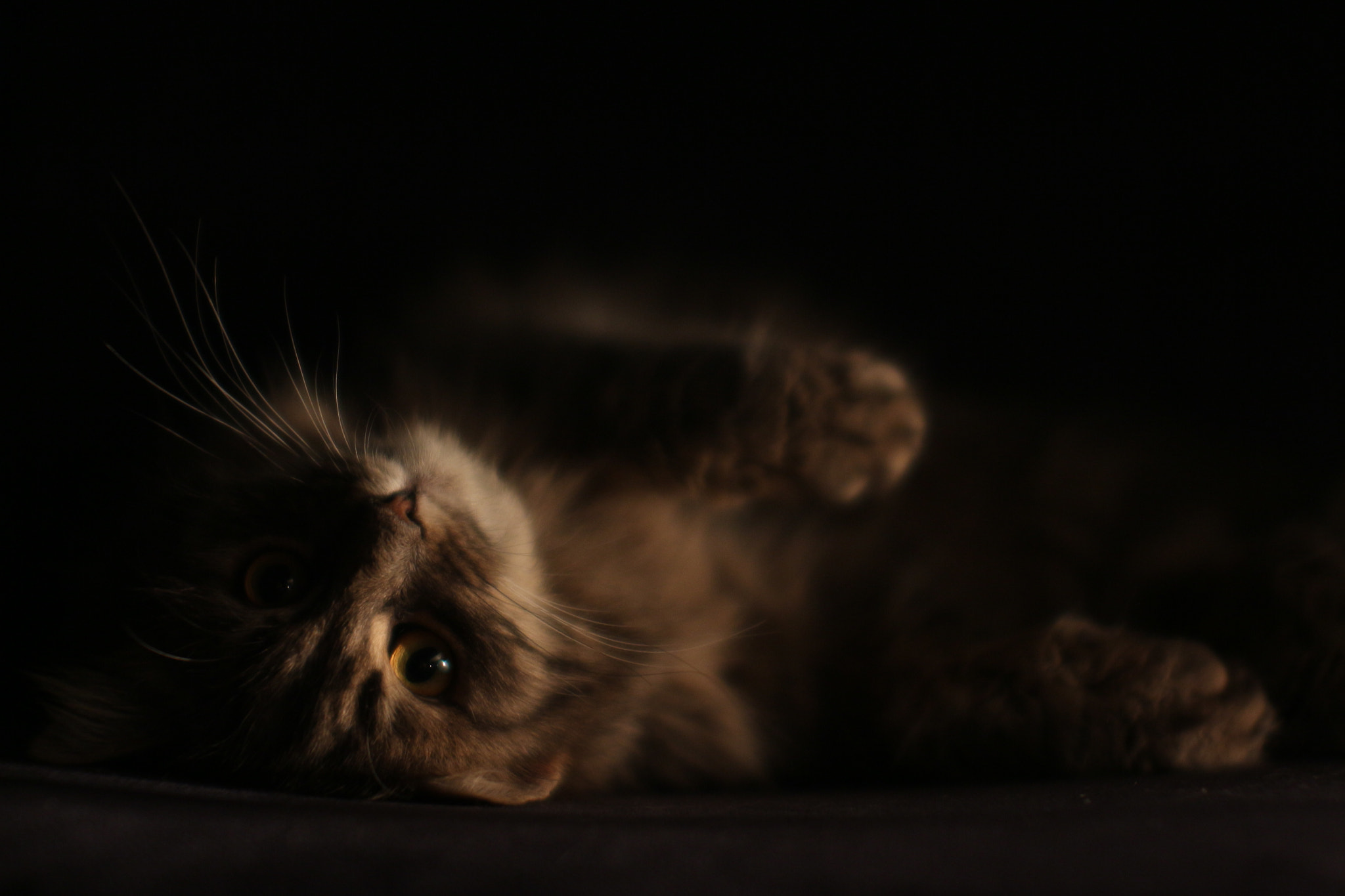 Sigma 50mm F1.4 EX DG HSM sample photo. Cute photography