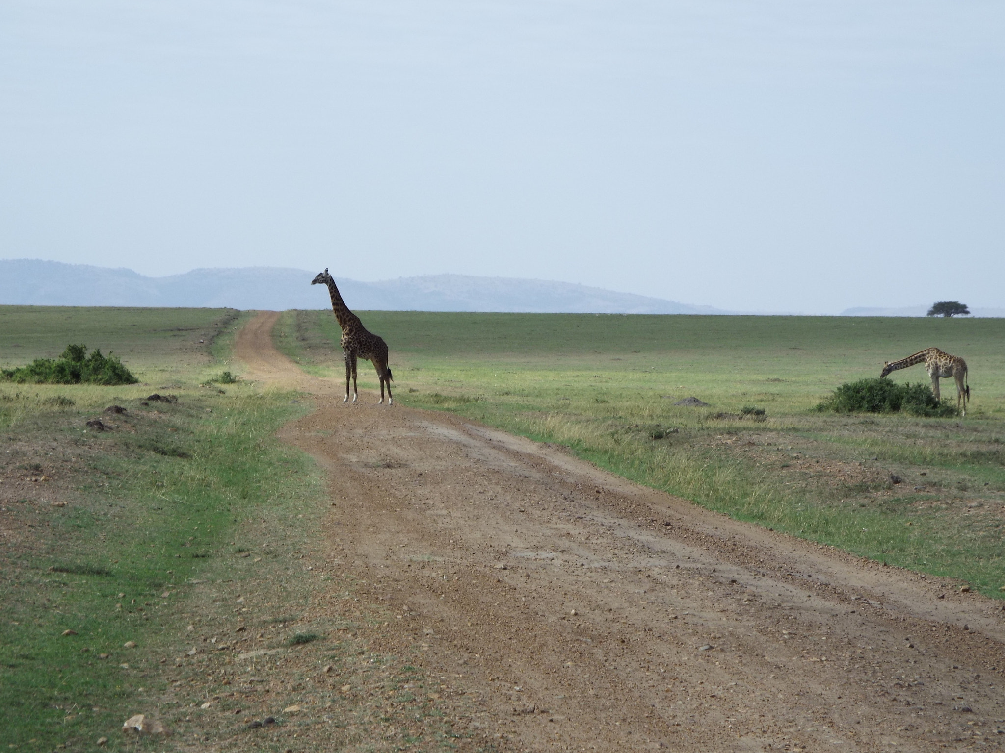 Fujifilm FinePix S9800 sample photo. Giraffe crossing the road photography