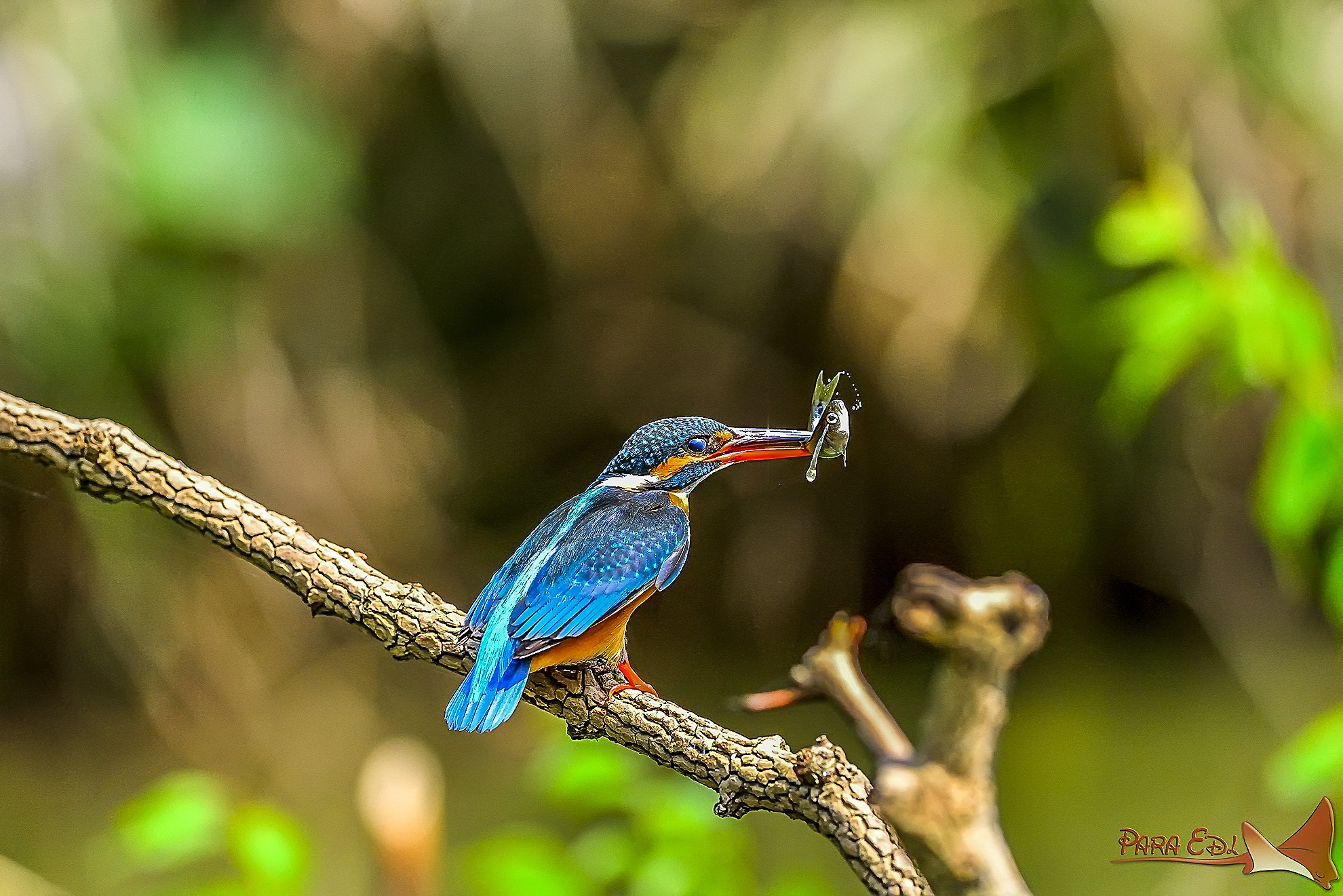 Nikon D800E + Nikon AF-S Nikkor 300mm F4D ED-IF sample photo. Kingfisher photography