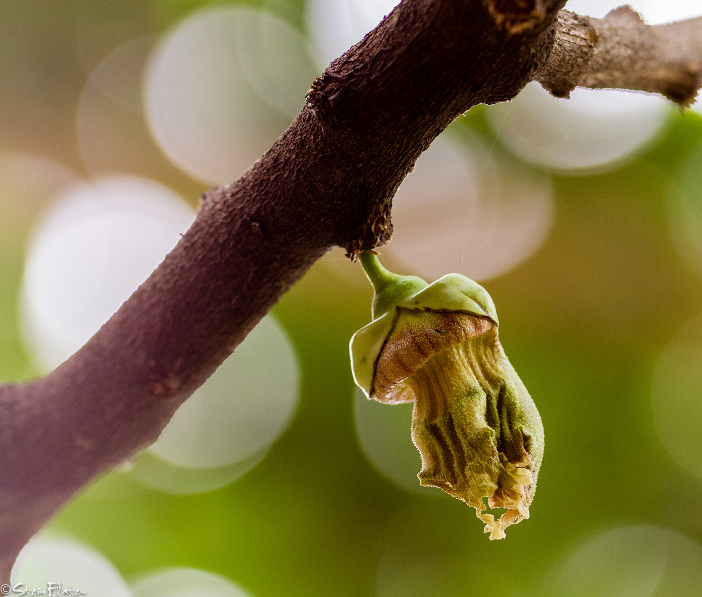 Olympus Zuiko Digital ED 150mm F2.0 sample photo. Bokeh photography