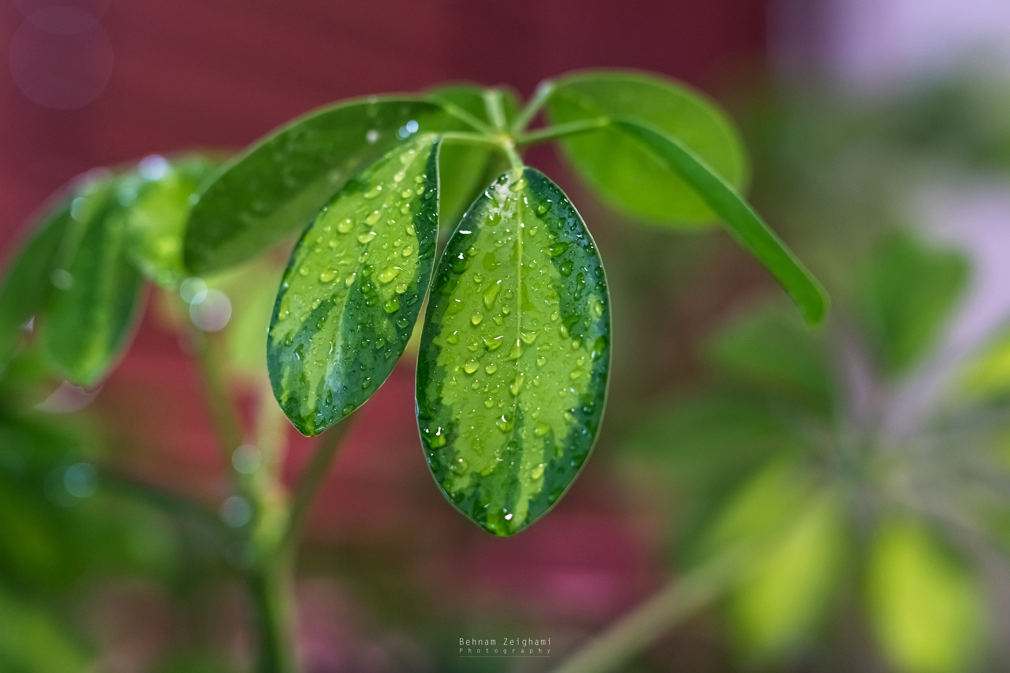 Nikon D5500 + Sigma 50mm F1.4 DG HSM Art sample photo. Dsc_150415_wet_leaf photography