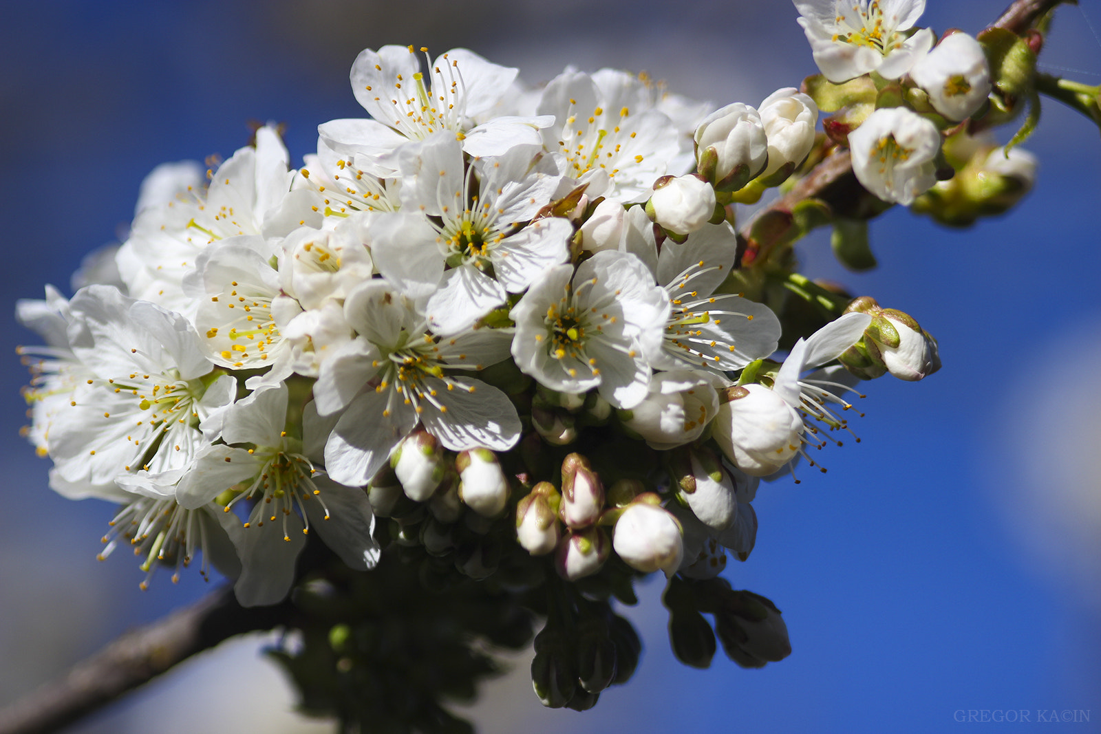 Canon EOS 600D (Rebel EOS T3i / EOS Kiss X5) + Sigma 105mm F2.8 EX DG Macro sample photo. Bloom photography