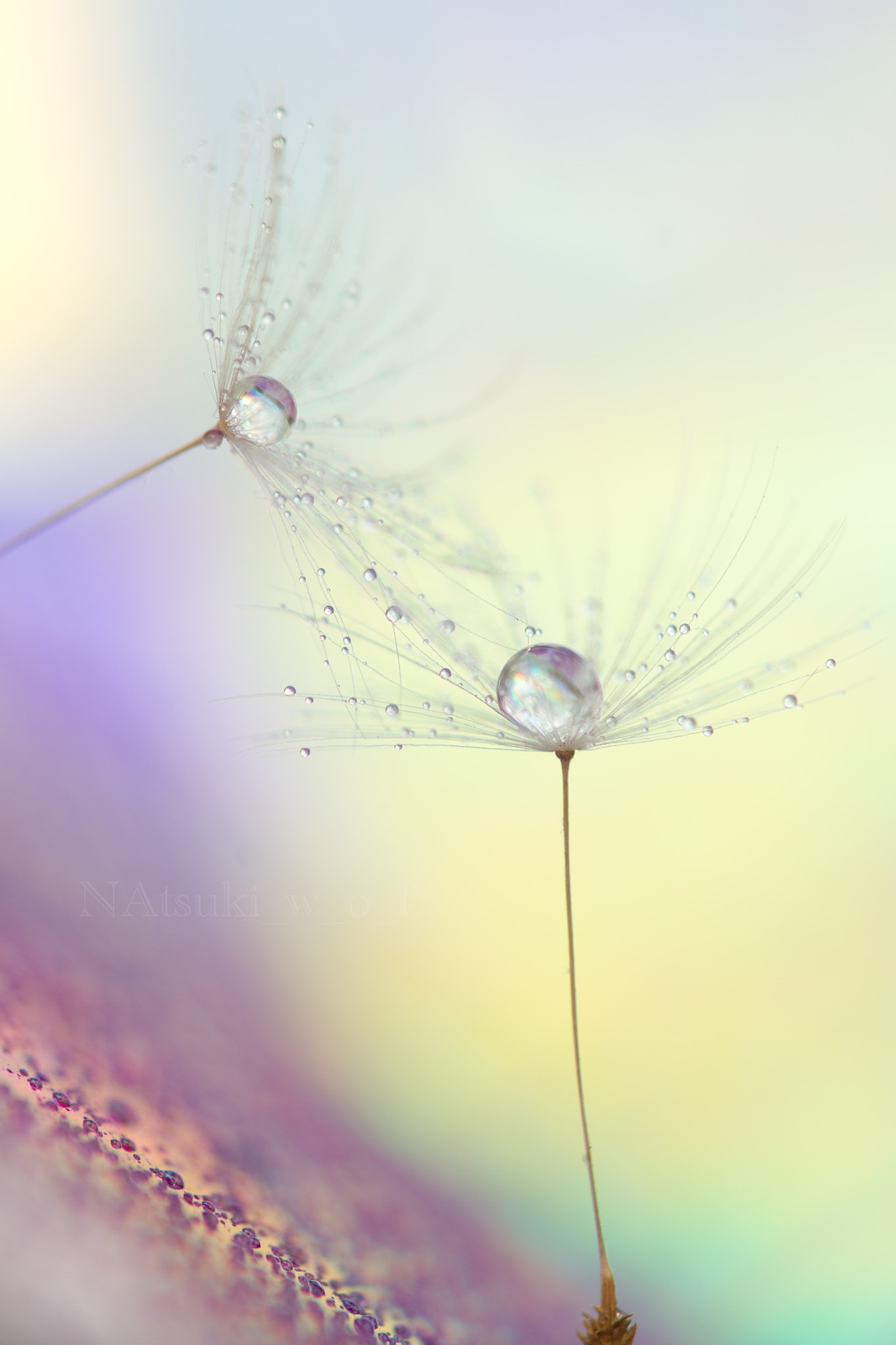 Tamron SP AF 180mm F3.5 Di LD (IF) Macro sample photo. Fantasy world photography