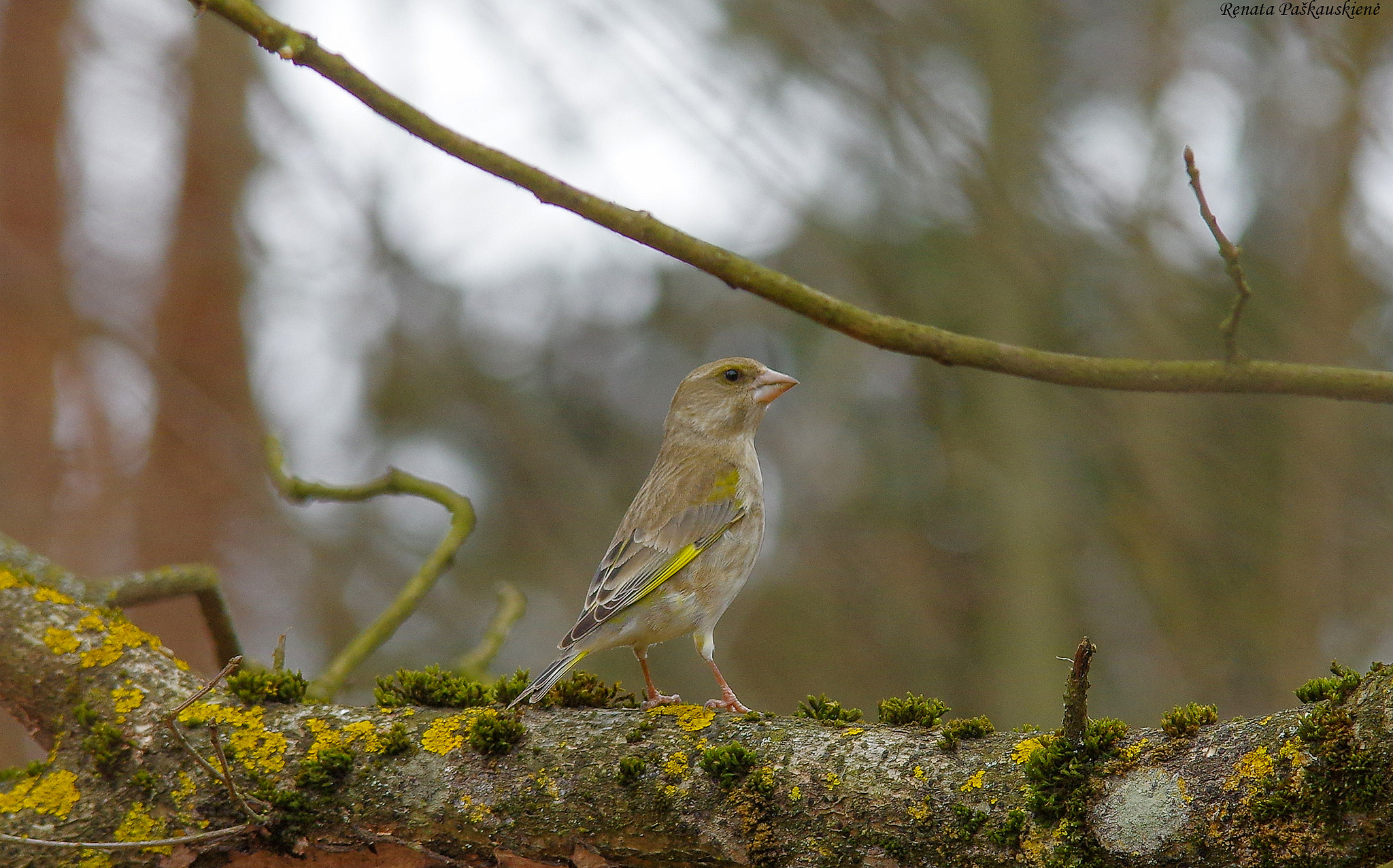 Pentax K-3 sample photo. Bird photography
