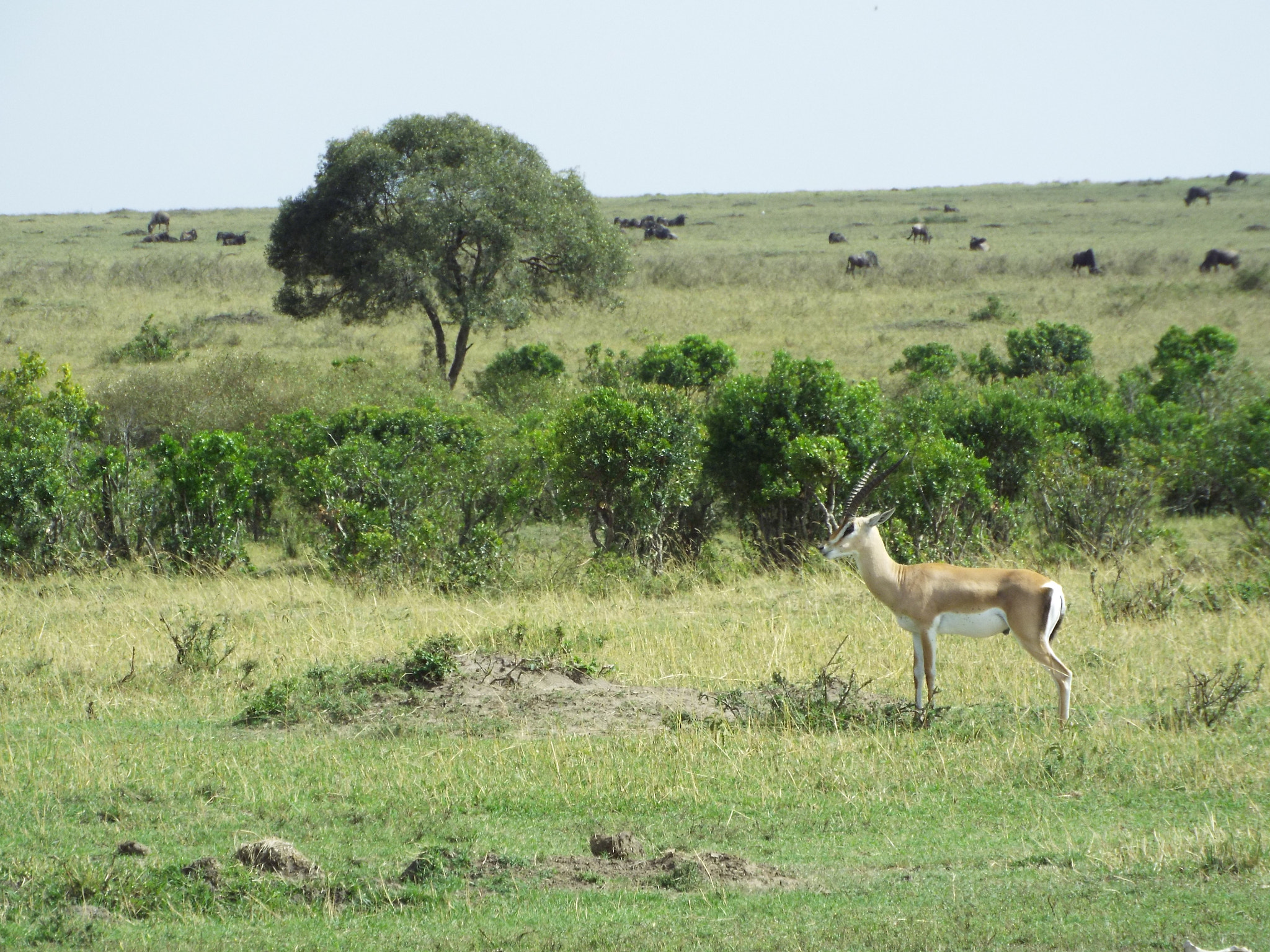 Fujifilm FinePix S9800 sample photo. Gazelle photography