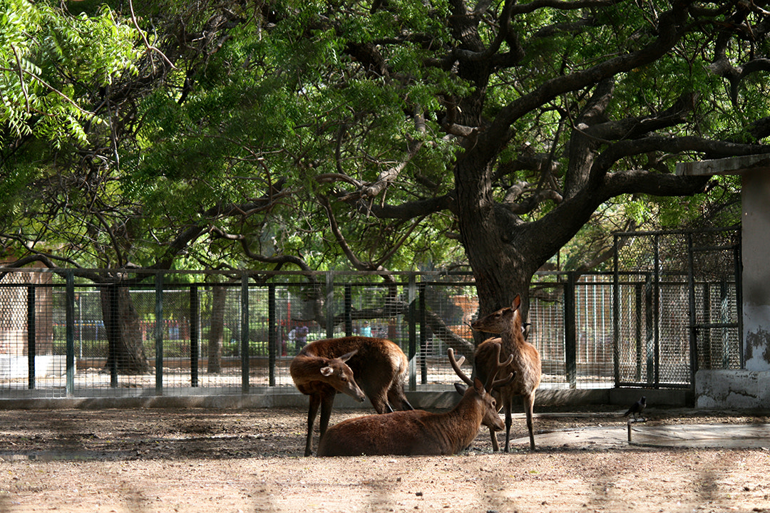 Canon EOS 400D (EOS Digital Rebel XTi / EOS Kiss Digital X) sample photo. Karachi zoo photography