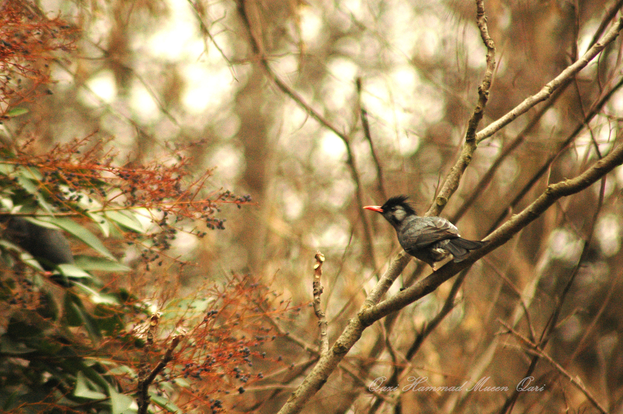 Nikon D70s sample photo. Black bulbul photography