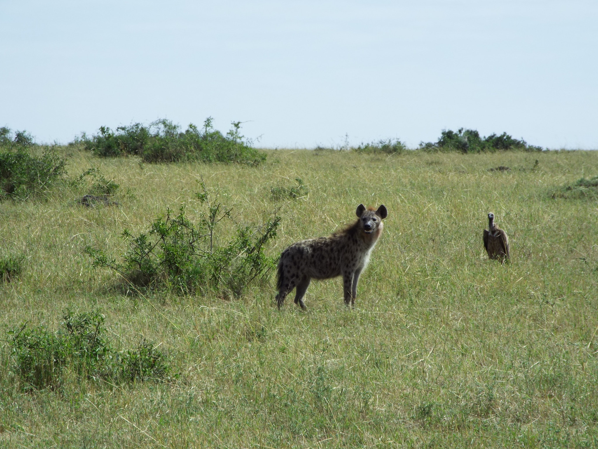 Fujifilm FinePix S9800 sample photo. Hyena and vulture photography