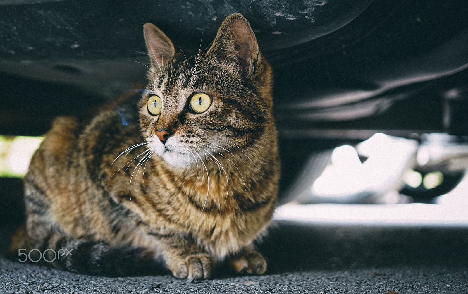 Sigma 30mm F2.8 EX DN sample photo. Cat under my car photography