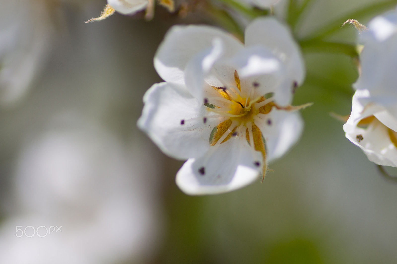 Canon EOS 1100D (EOS Rebel T3 / EOS Kiss X50) + Tamron SP AF 90mm F2.8 Di Macro sample photo. White flower.jpg photography