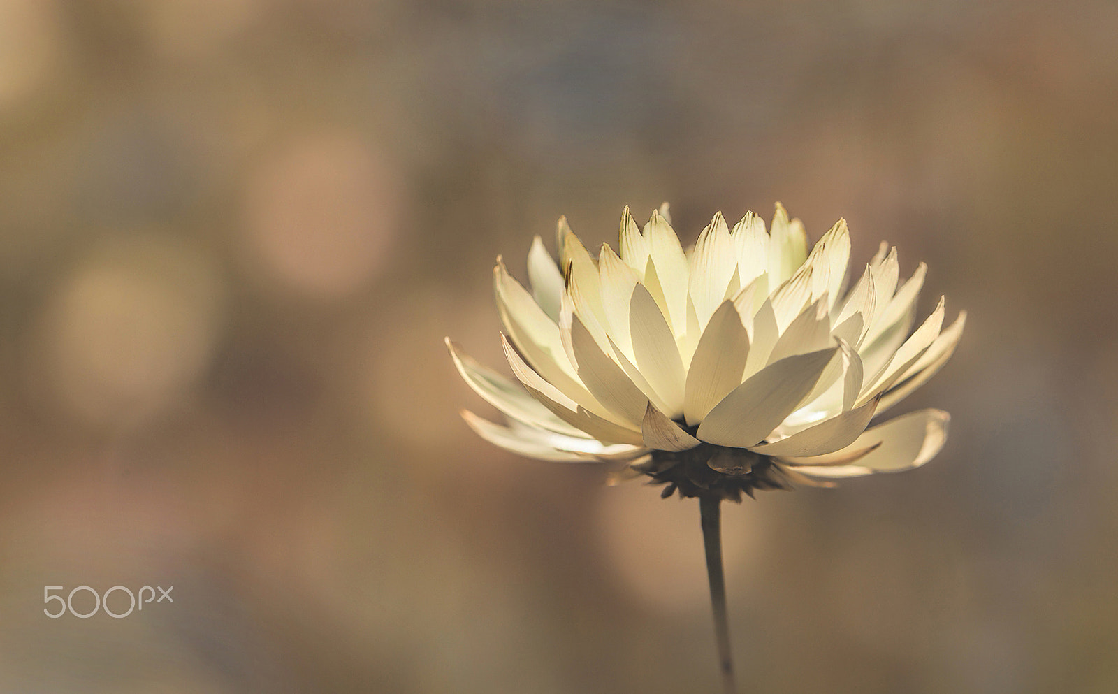 Sigma 105mm F2.8 EX DG OS HSM sample photo. Wildflowers - spring photography