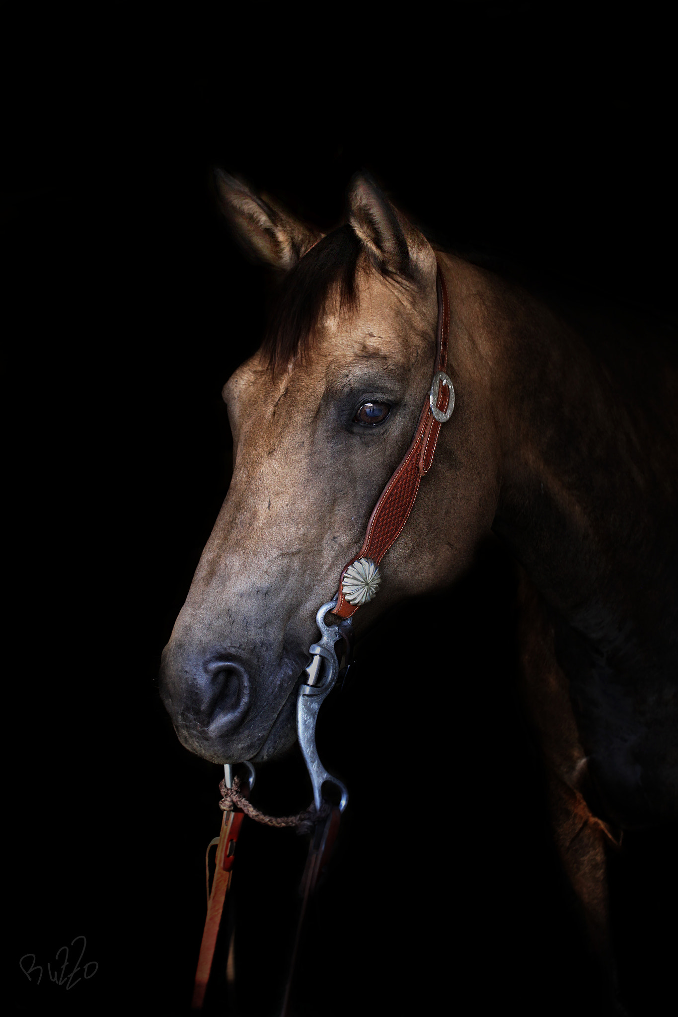 Sigma 18-50mm F2.8-4.5 DC OS HSM sample photo. Horse day iii photography