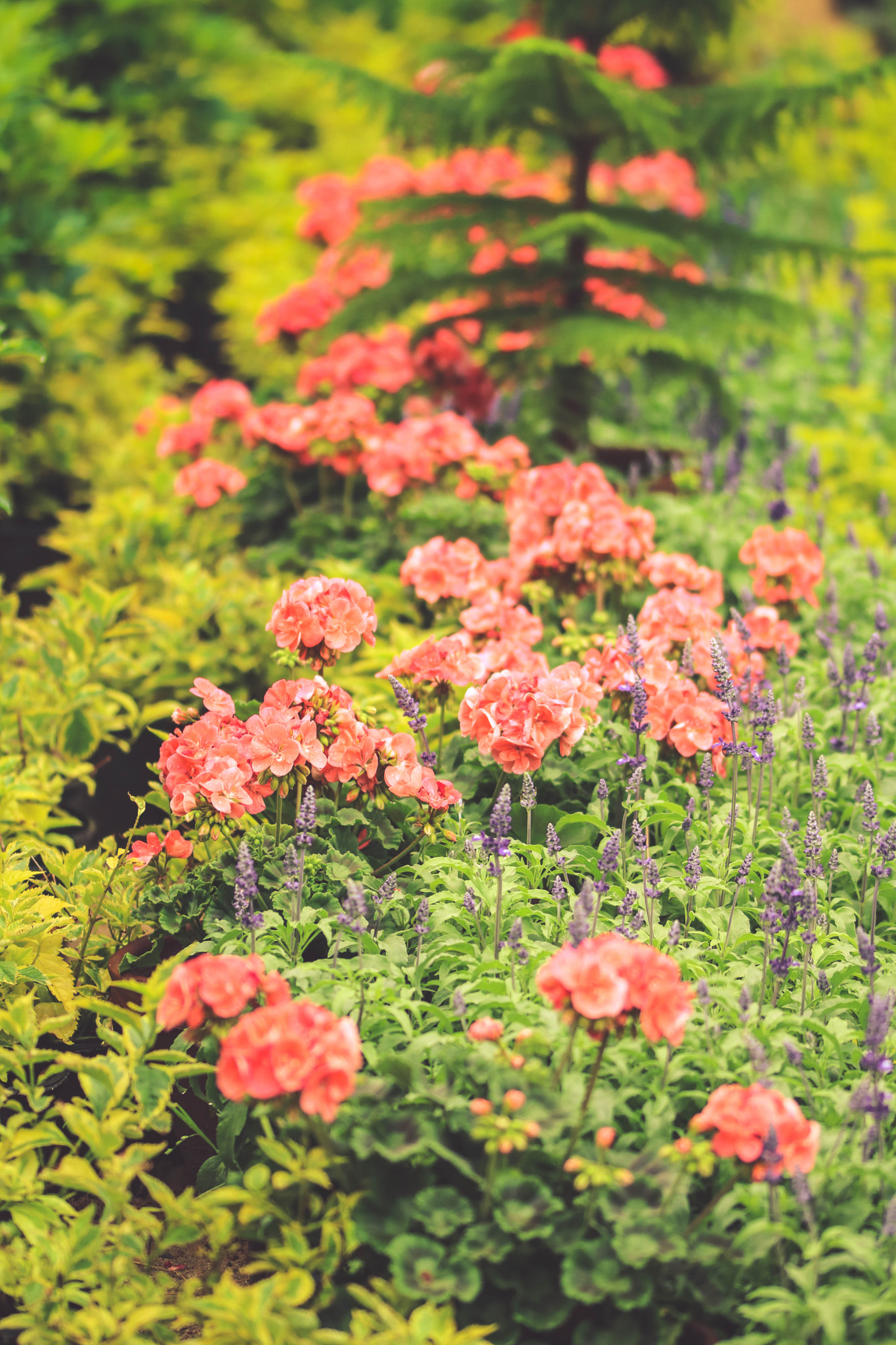 Sigma 105mm F2.8 EX DG OS HSM sample photo. The way of flowers photography