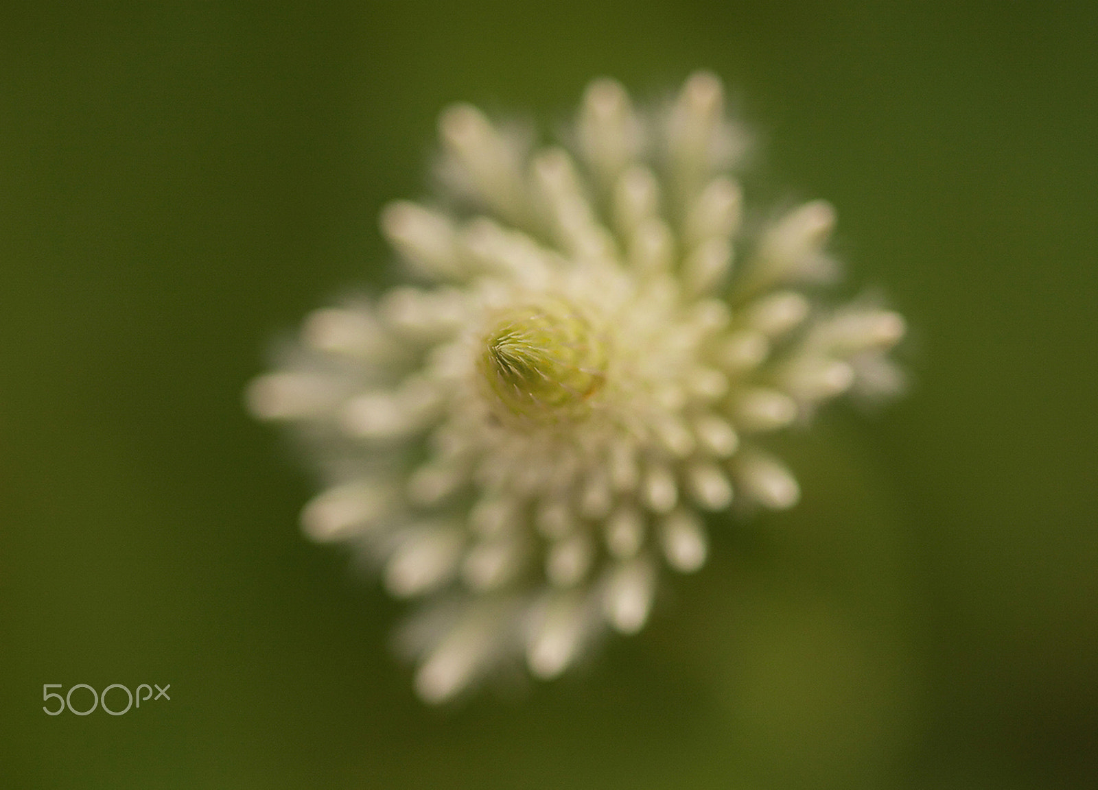 Sigma 105mm F2.8 EX DG OS HSM sample photo. Wildflowers - spring photography