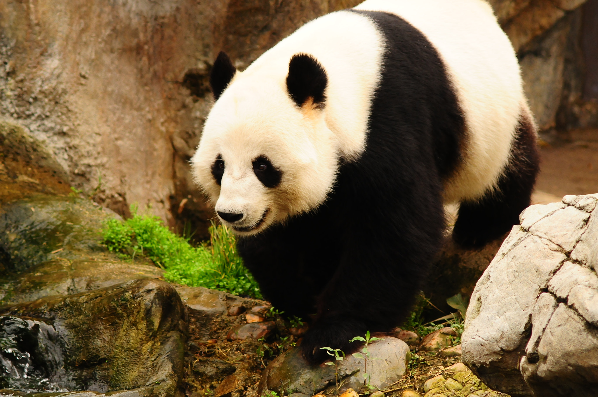 AF Zoom-Nikkor 75-300mm f/4.5-5.6 sample photo. Giant panda photography