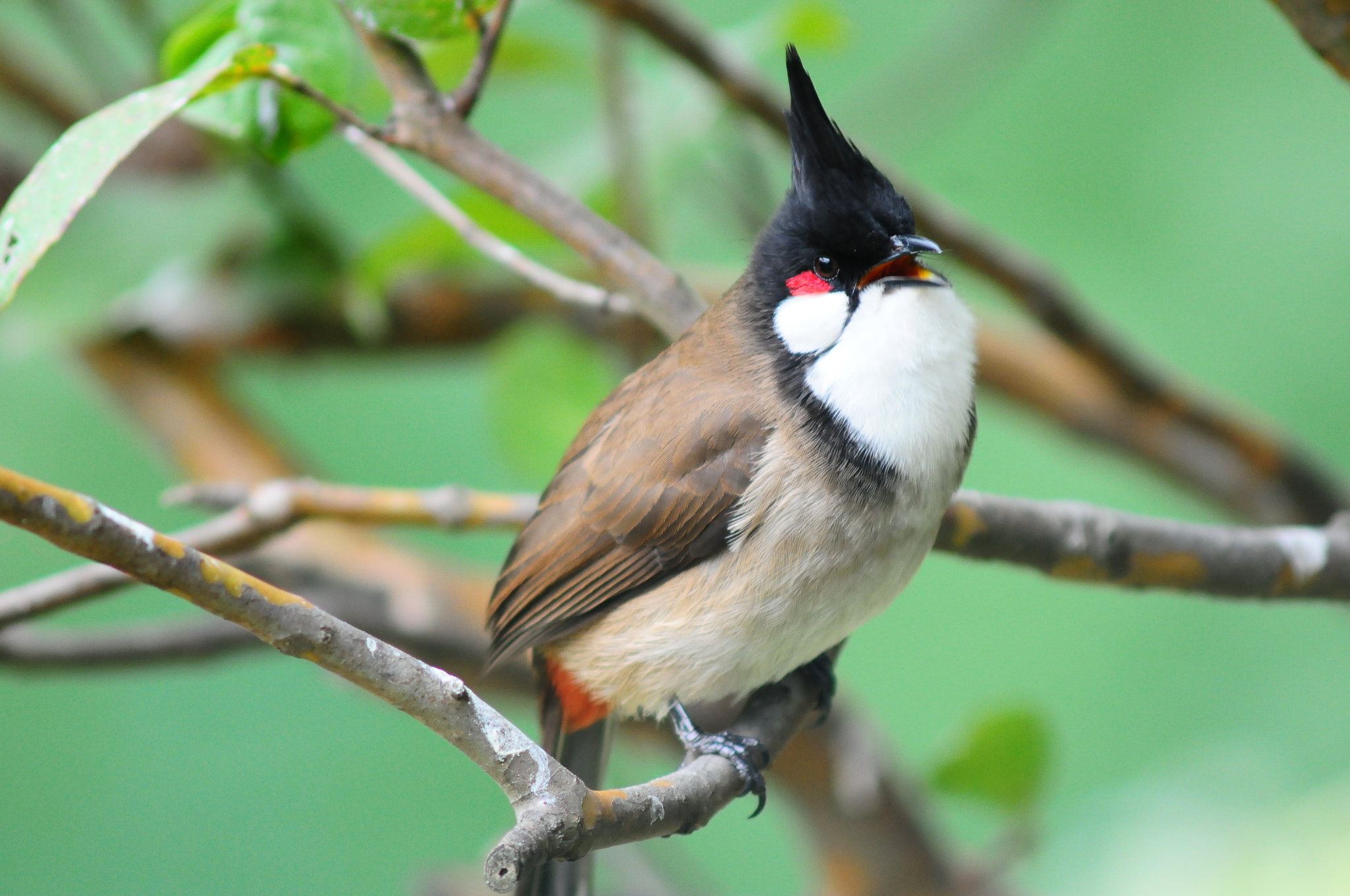 Nikon D300 + AF Zoom-Nikkor 75-300mm f/4.5-5.6 sample photo. Red whiskered bulbul photography