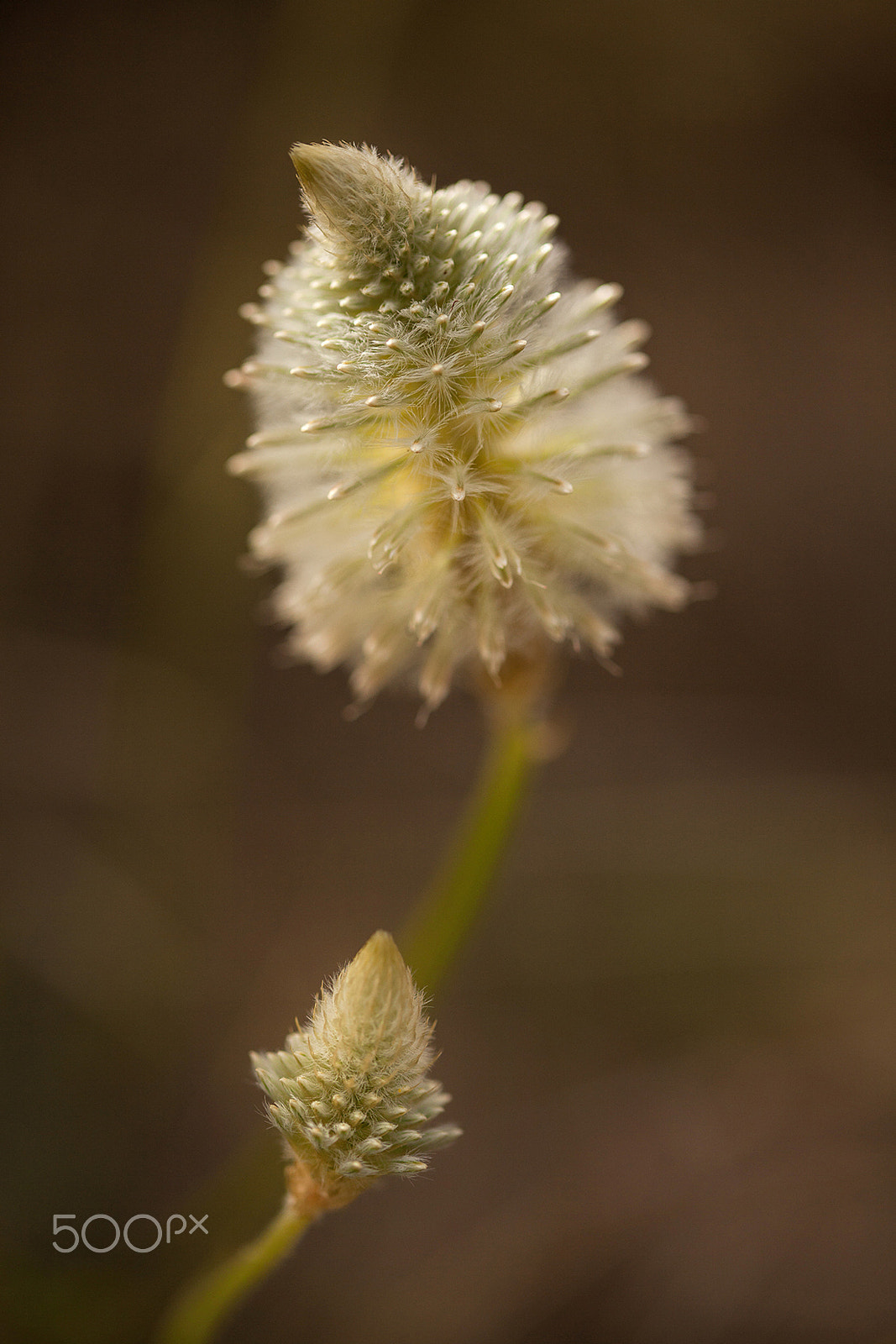 Sigma 105mm F2.8 EX DG OS HSM sample photo. Wildflowers - spring photography